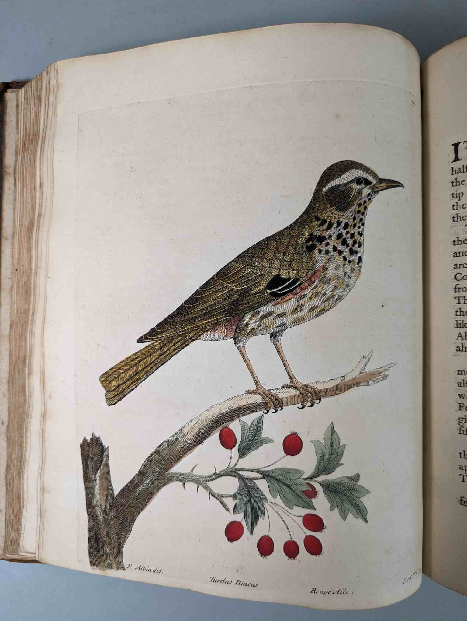 ALBIN, Eleazar. A Natural History of Birds, to which are added, Notes and Observations by W. - Image 38 of 208