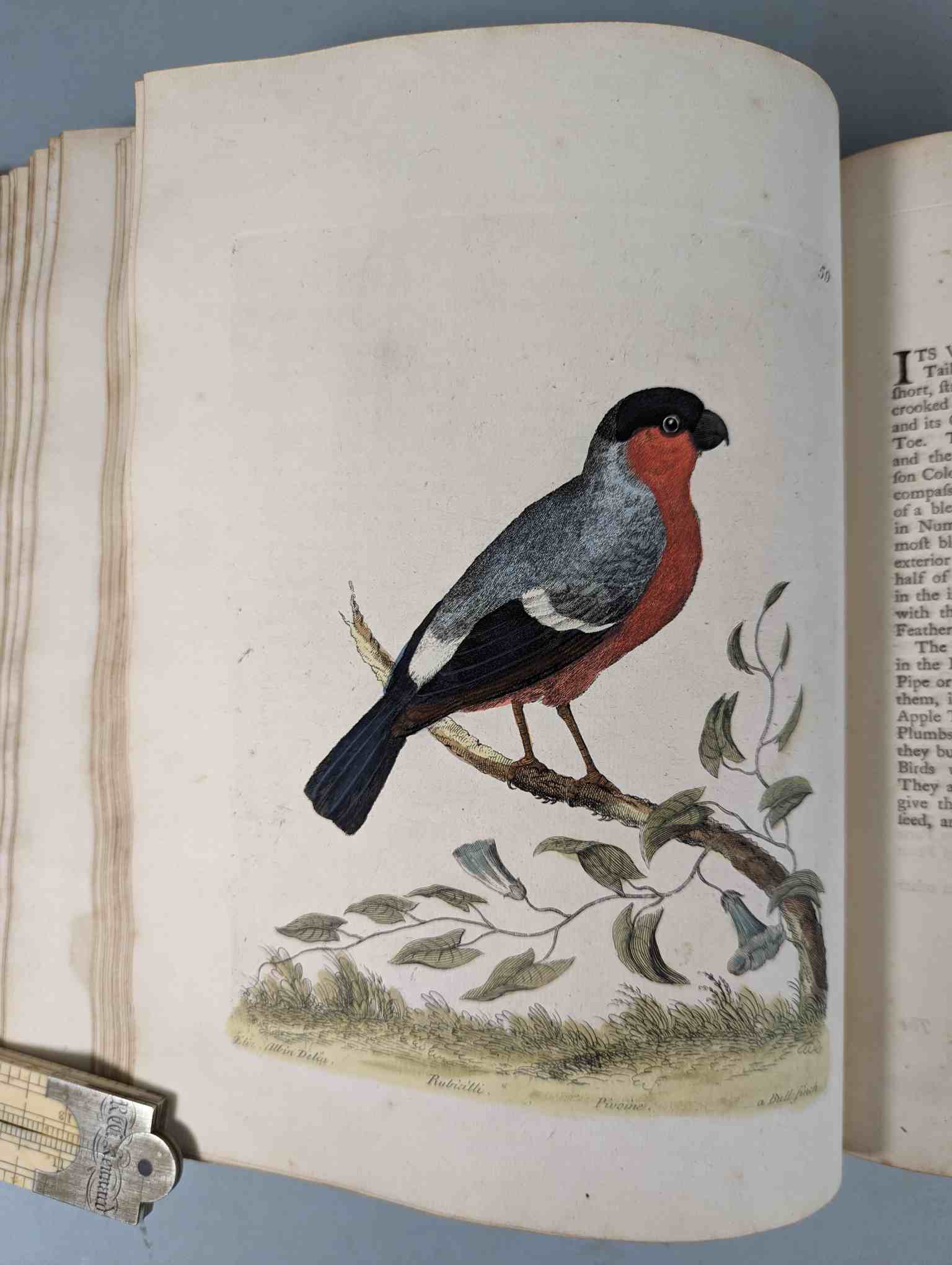 ALBIN, Eleazar. A Natural History of Birds, to which are added, Notes and Observations by W. - Image 63 of 208