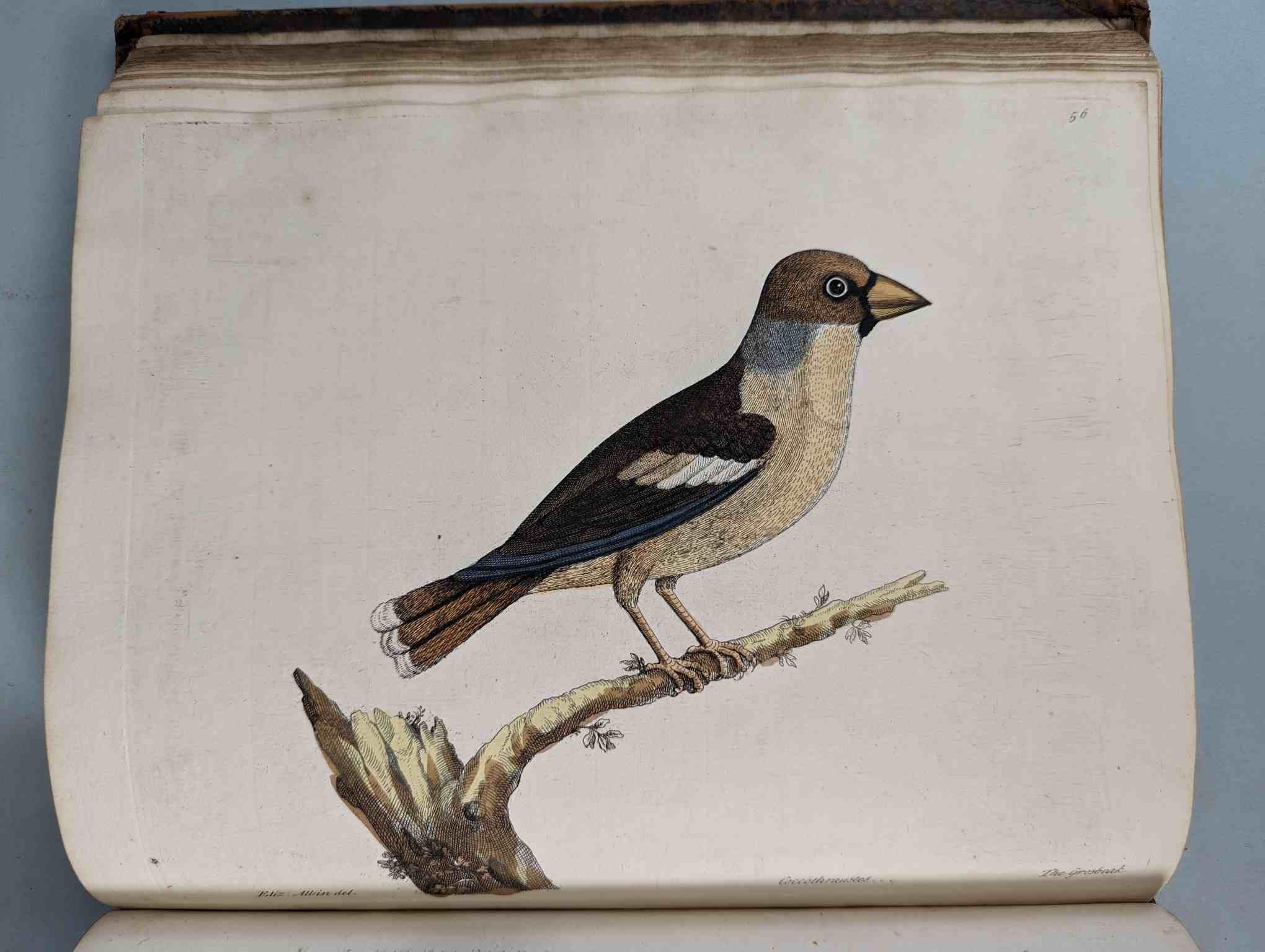 ALBIN, Eleazar. A Natural History of Birds, to which are added, Notes and Observations by W. - Image 59 of 208