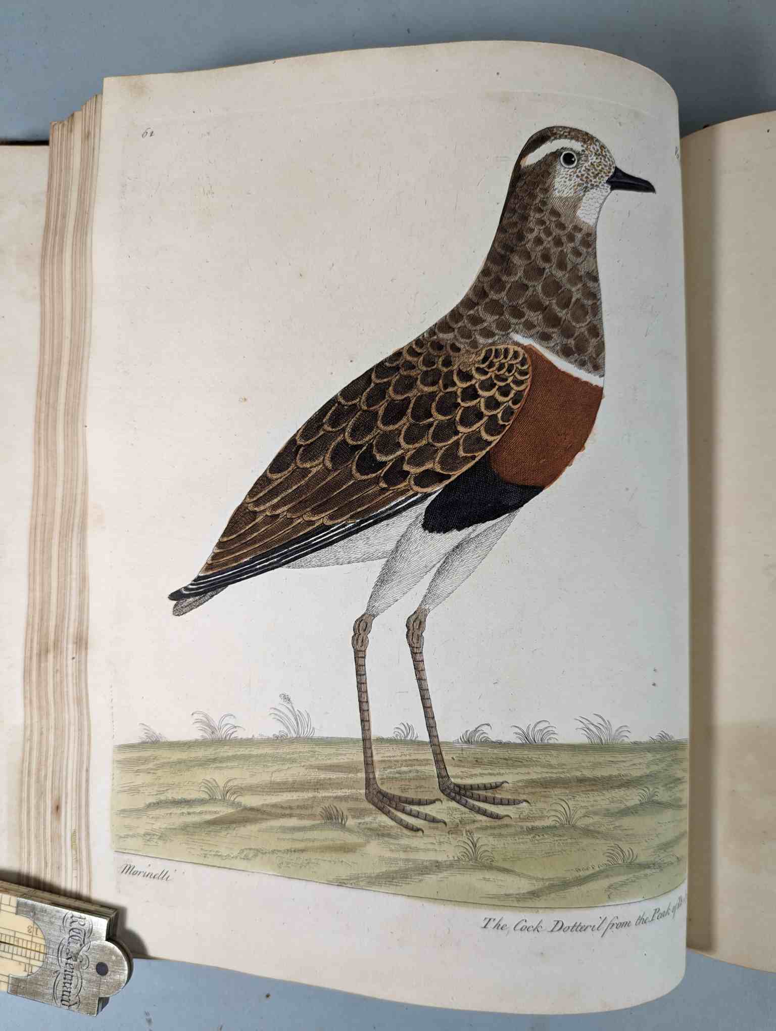 ALBIN, Eleazar. A Natural History of Birds, to which are added, Notes and Observations by W. - Image 165 of 208