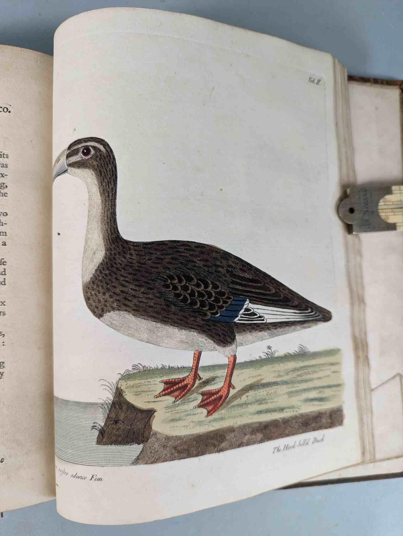 ALBIN, Eleazar. A Natural History of Birds, to which are added, Notes and Observations by W. - Image 200 of 208