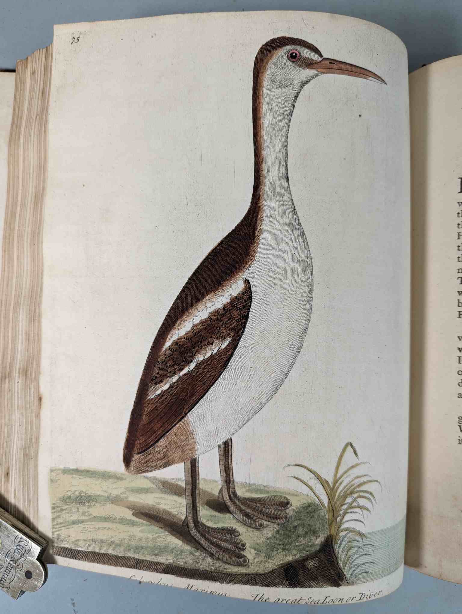 ALBIN, Eleazar. A Natural History of Birds, to which are added, Notes and Observations by W. - Image 179 of 208