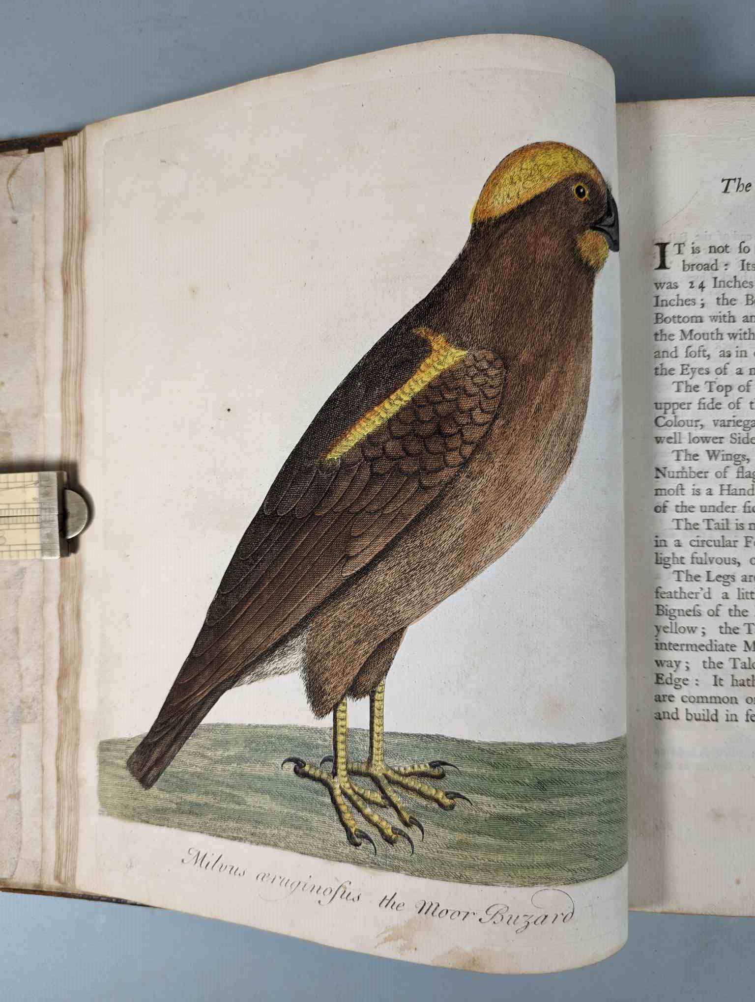 ALBIN, Eleazar. A Natural History of Birds, to which are added, Notes and Observations by W. - Image 10 of 208