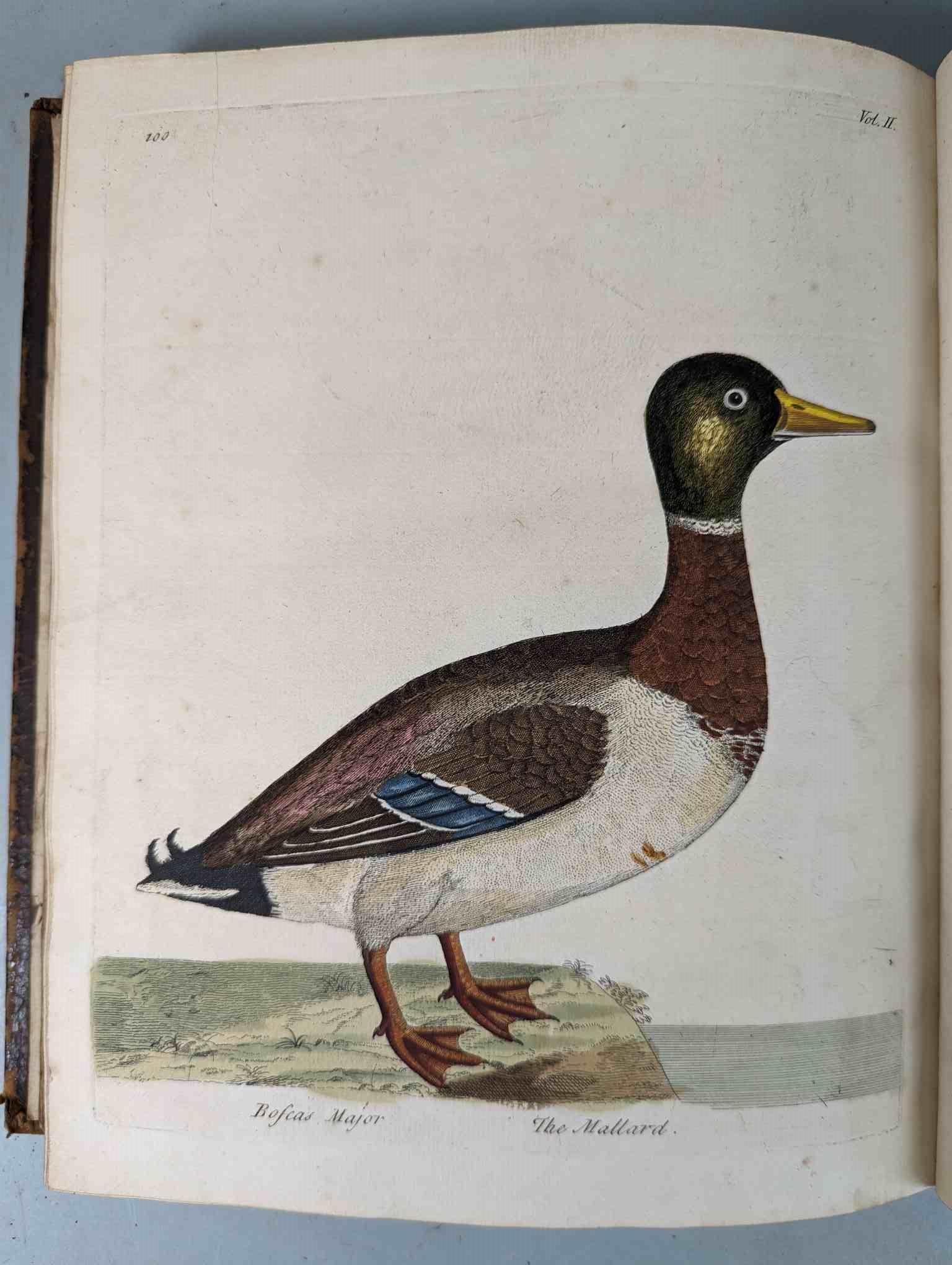 ALBIN, Eleazar. A Natural History of Birds, to which are added, Notes and Observations by W. - Image 204 of 208