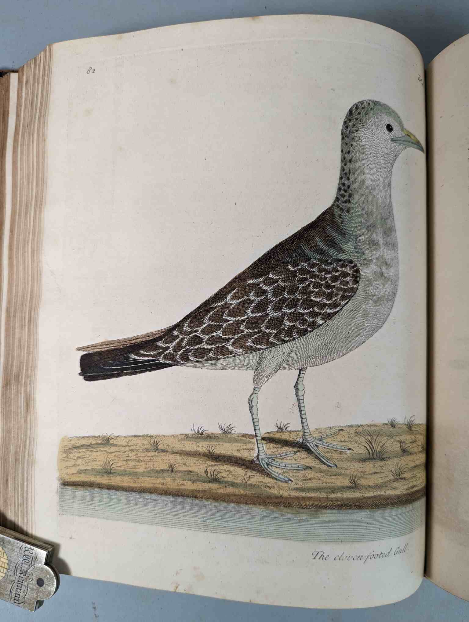 ALBIN, Eleazar. A Natural History of Birds, to which are added, Notes and Observations by W. - Image 186 of 208