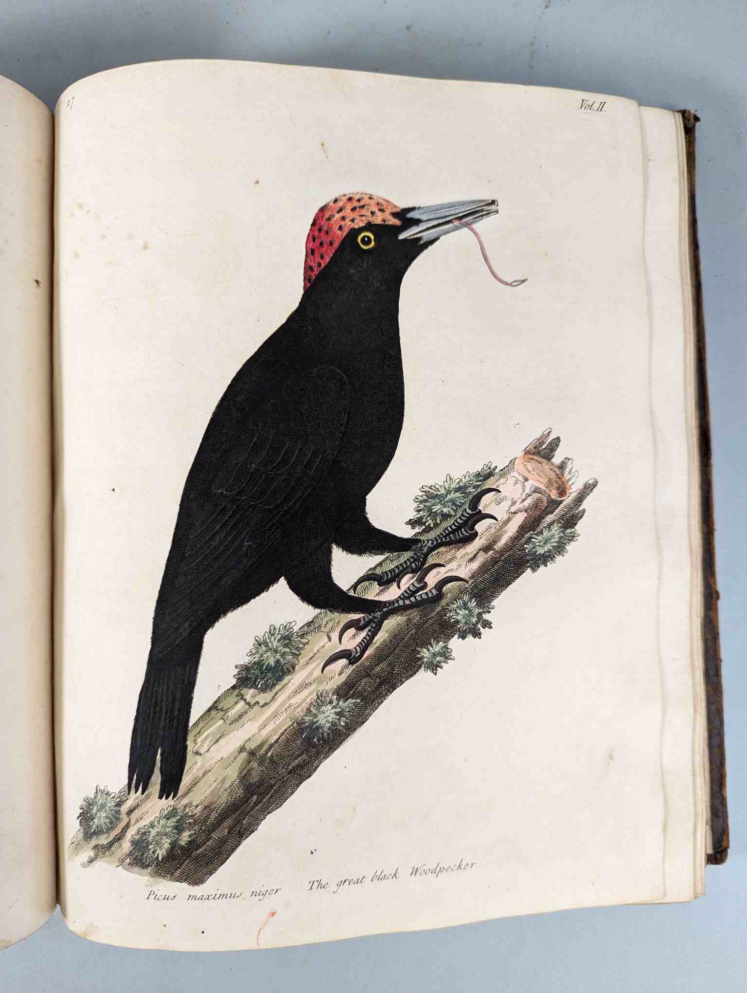 ALBIN, Eleazar. A Natural History of Birds, to which are added, Notes and Observations by W. - Image 131 of 208
