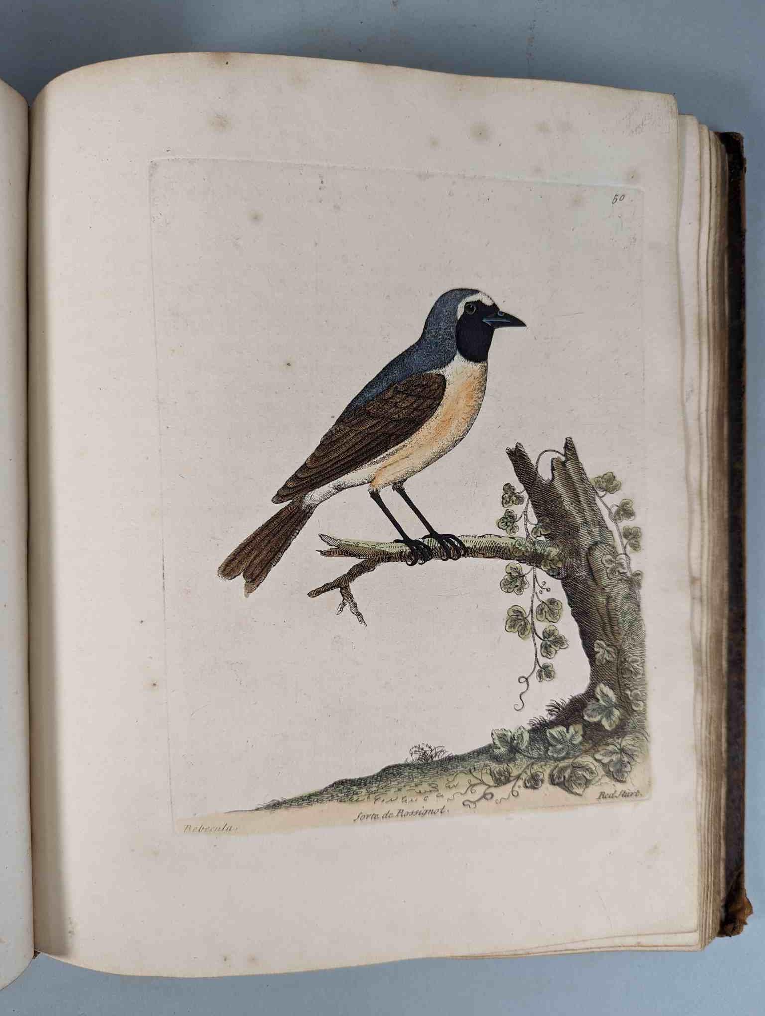 ALBIN, Eleazar. A Natural History of Birds, to which are added, Notes and Observations by W. - Image 53 of 208
