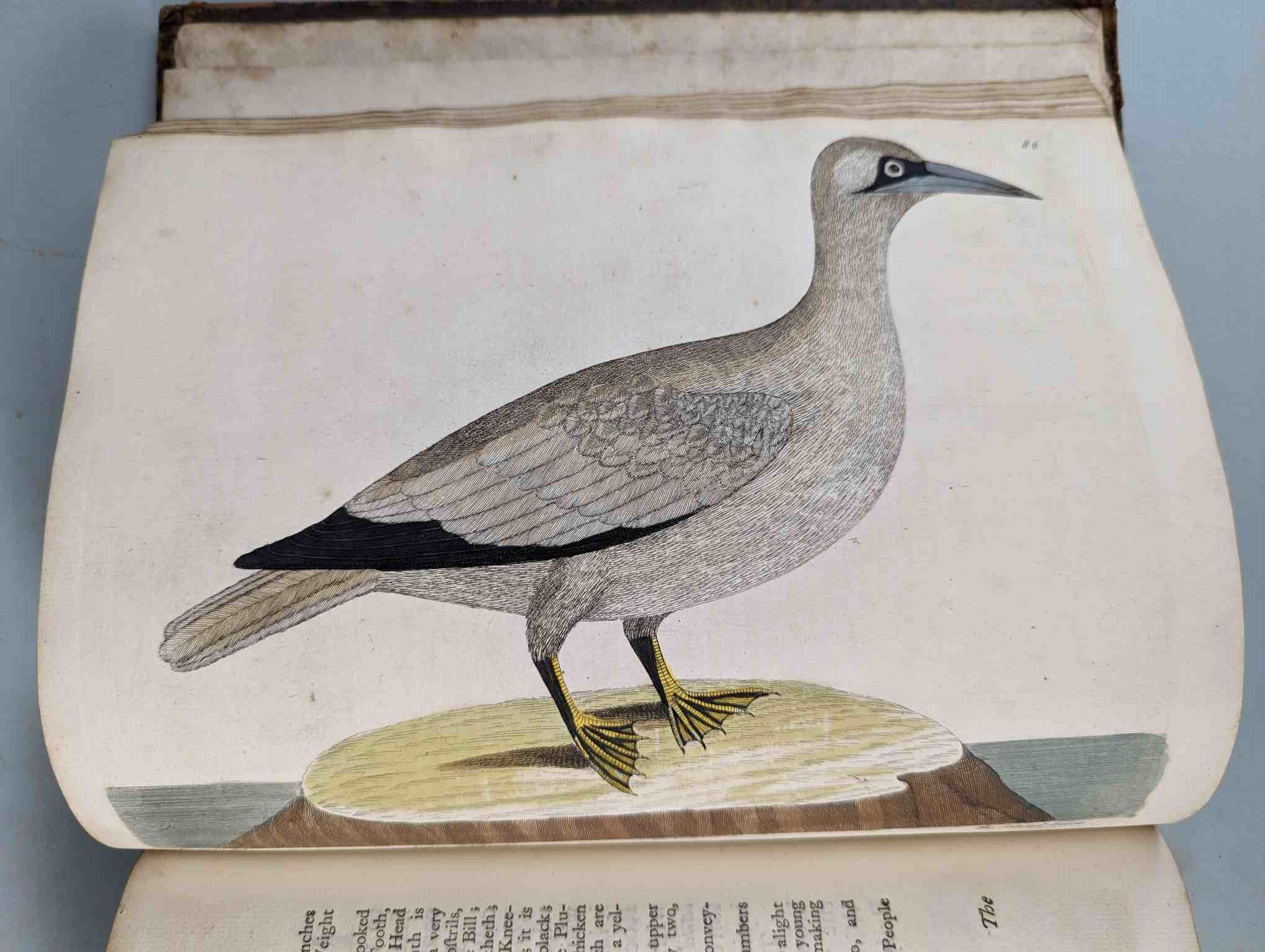 ALBIN, Eleazar. A Natural History of Birds, to which are added, Notes and Observations by W. - Image 89 of 208