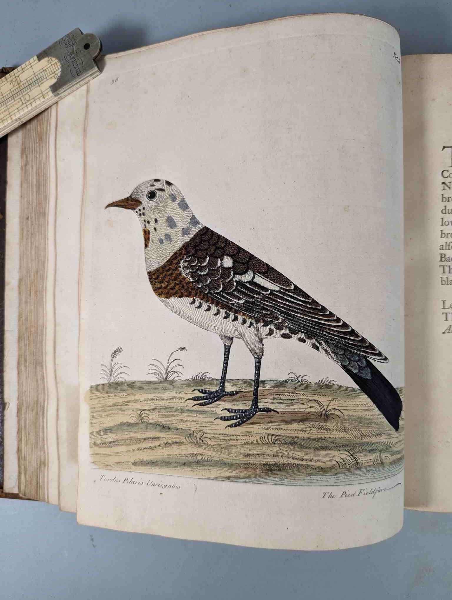 ALBIN, Eleazar. A Natural History of Birds, to which are added, Notes and Observations by W. - Image 140 of 208
