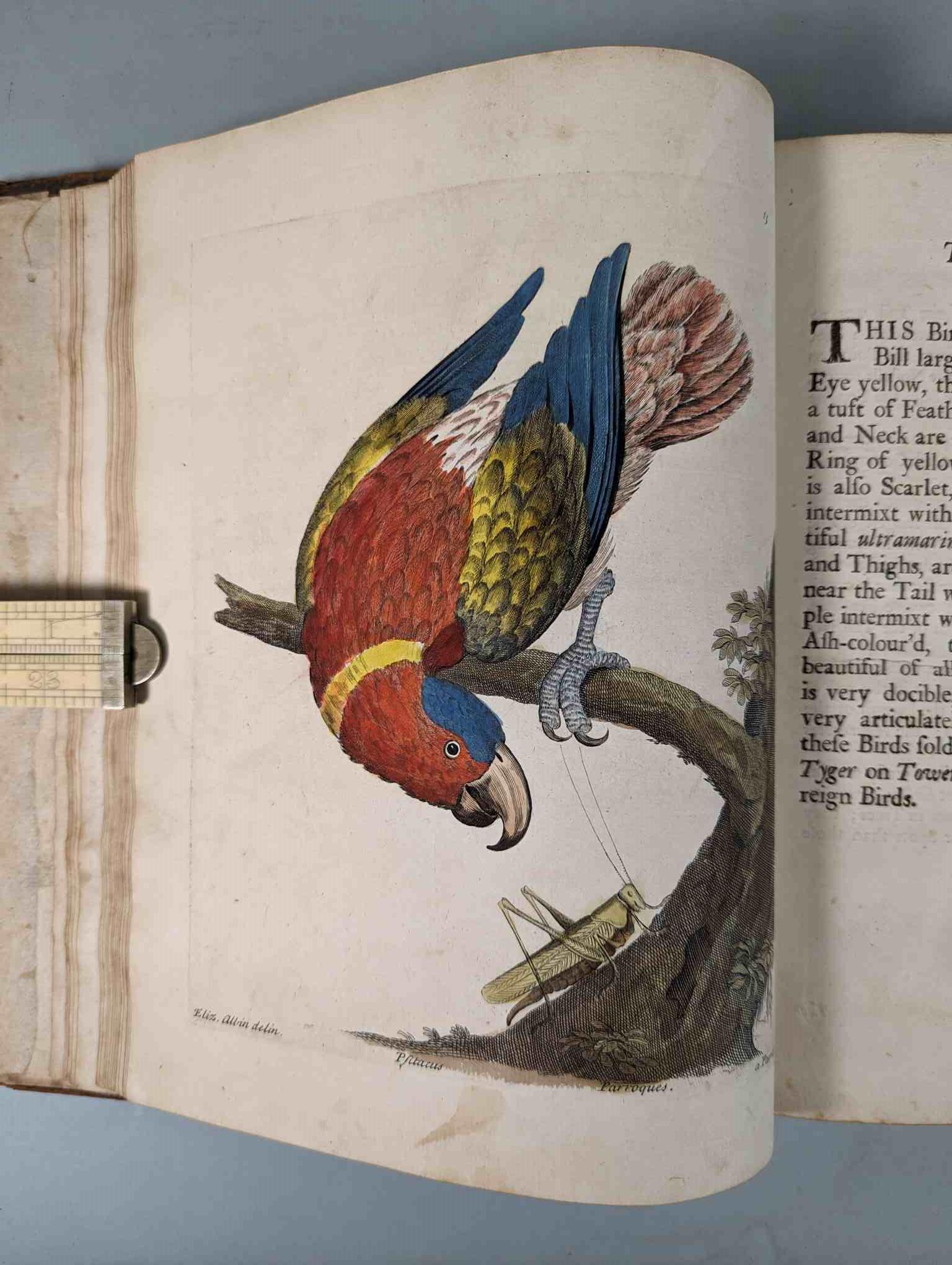ALBIN, Eleazar. A Natural History of Birds, to which are added, Notes and Observations by W. - Image 16 of 208