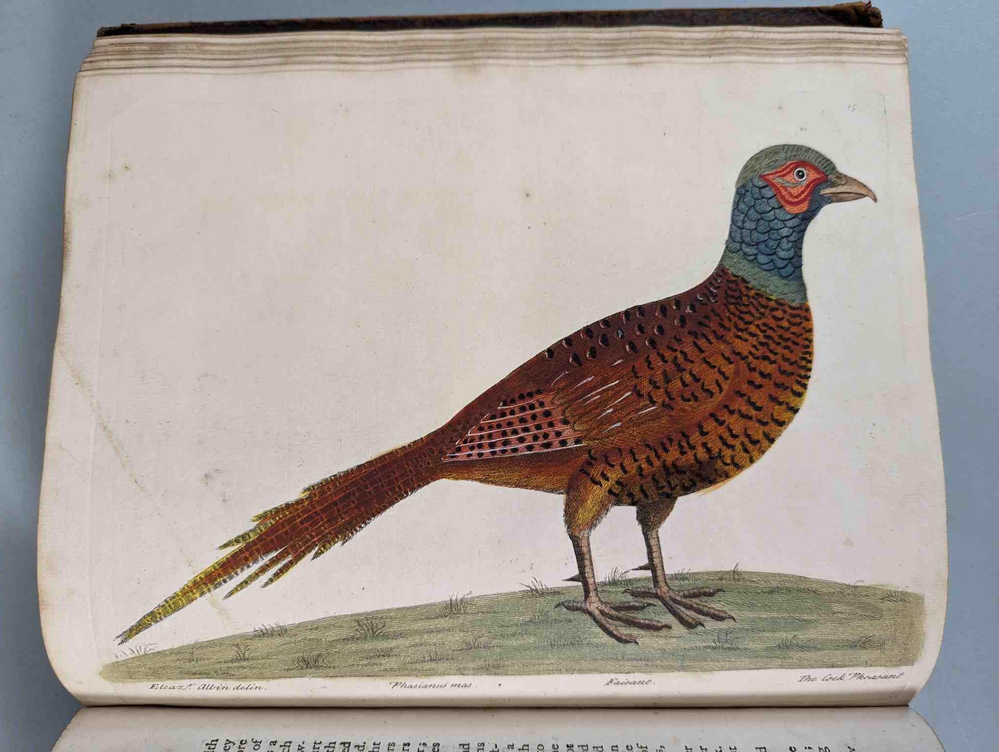 ALBIN, Eleazar. A Natural History of Birds, to which are added, Notes and Observations by W. - Image 28 of 208