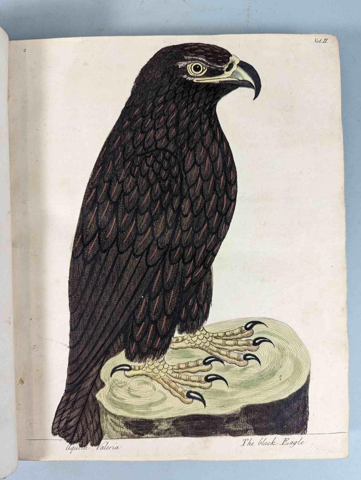 ALBIN, Eleazar. A Natural History of Birds, to which are added, Notes and Observations by W. - Image 106 of 208