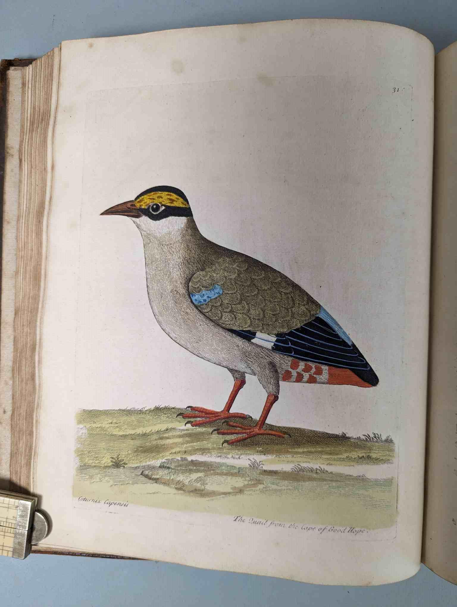 ALBIN, Eleazar. A Natural History of Birds, to which are added, Notes and Observations by W. - Image 34 of 208
