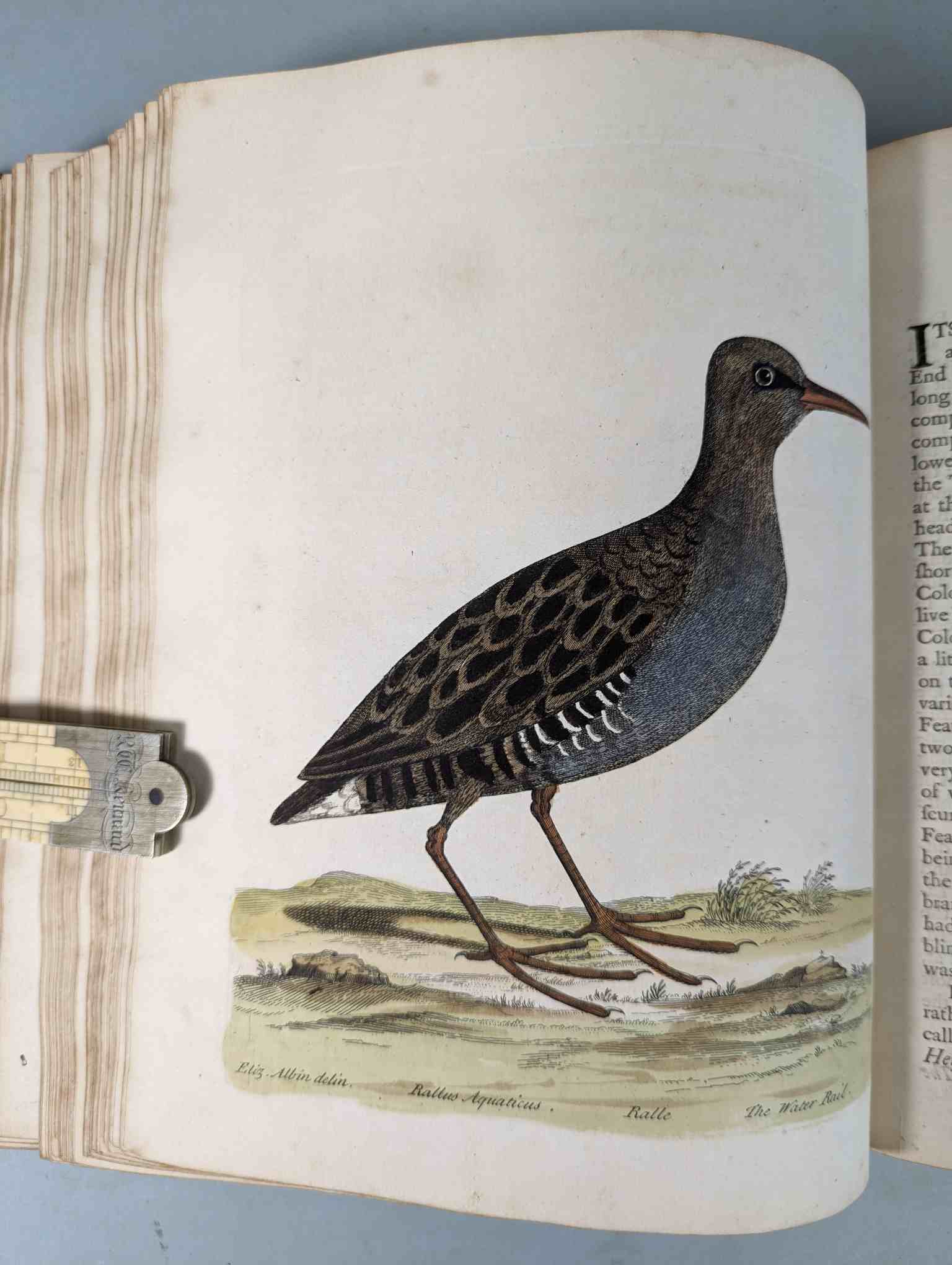 ALBIN, Eleazar. A Natural History of Birds, to which are added, Notes and Observations by W. - Image 80 of 208