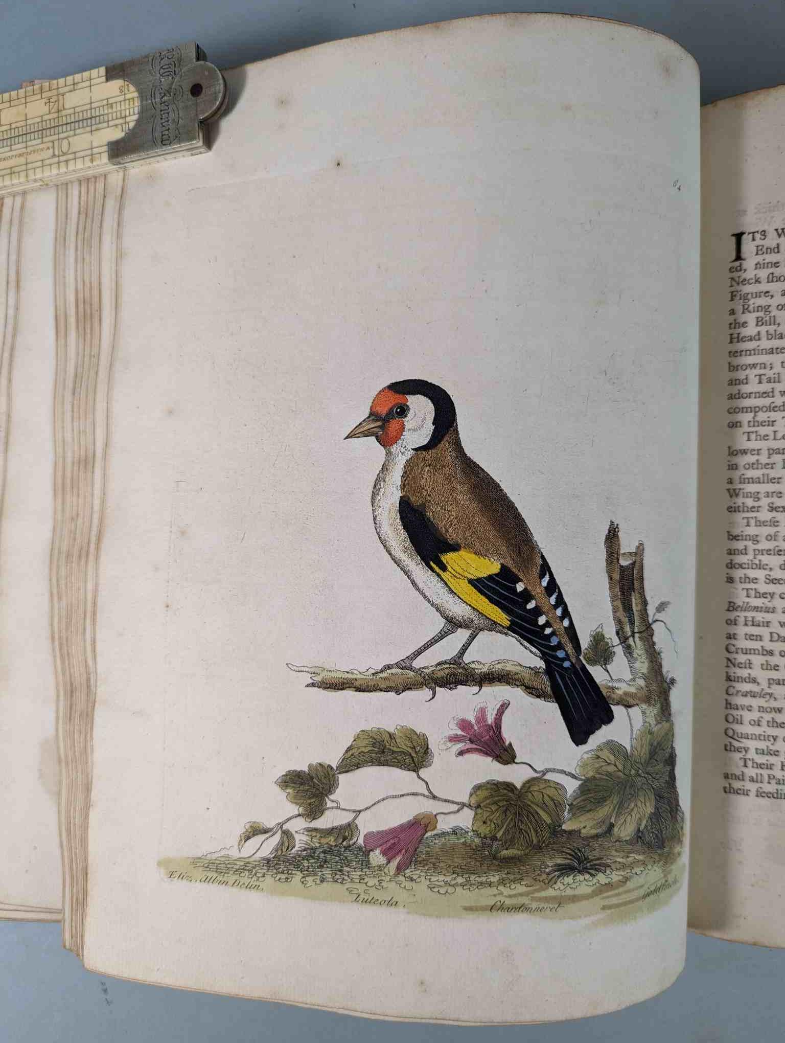 ALBIN, Eleazar. A Natural History of Birds, to which are added, Notes and Observations by W. - Image 67 of 208