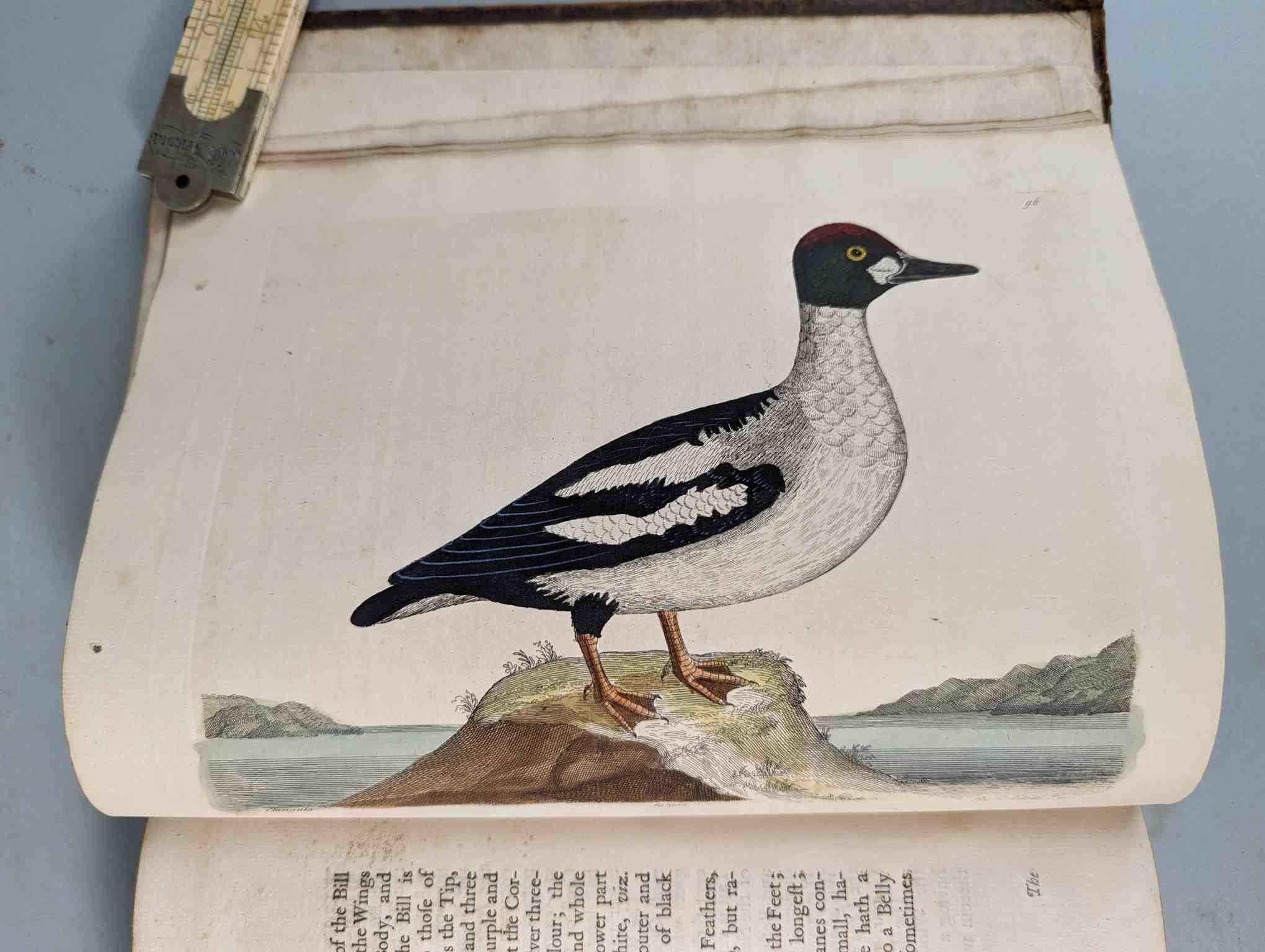 ALBIN, Eleazar. A Natural History of Birds, to which are added, Notes and Observations by W. - Image 99 of 208