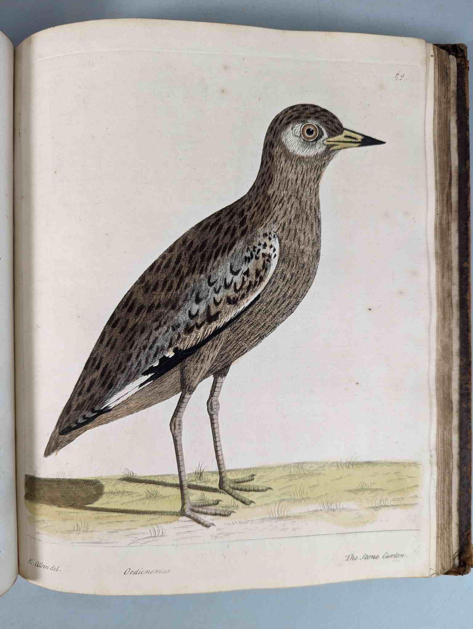 ALBIN, Eleazar. A Natural History of Birds, to which are added, Notes and Observations by W. - Image 72 of 208