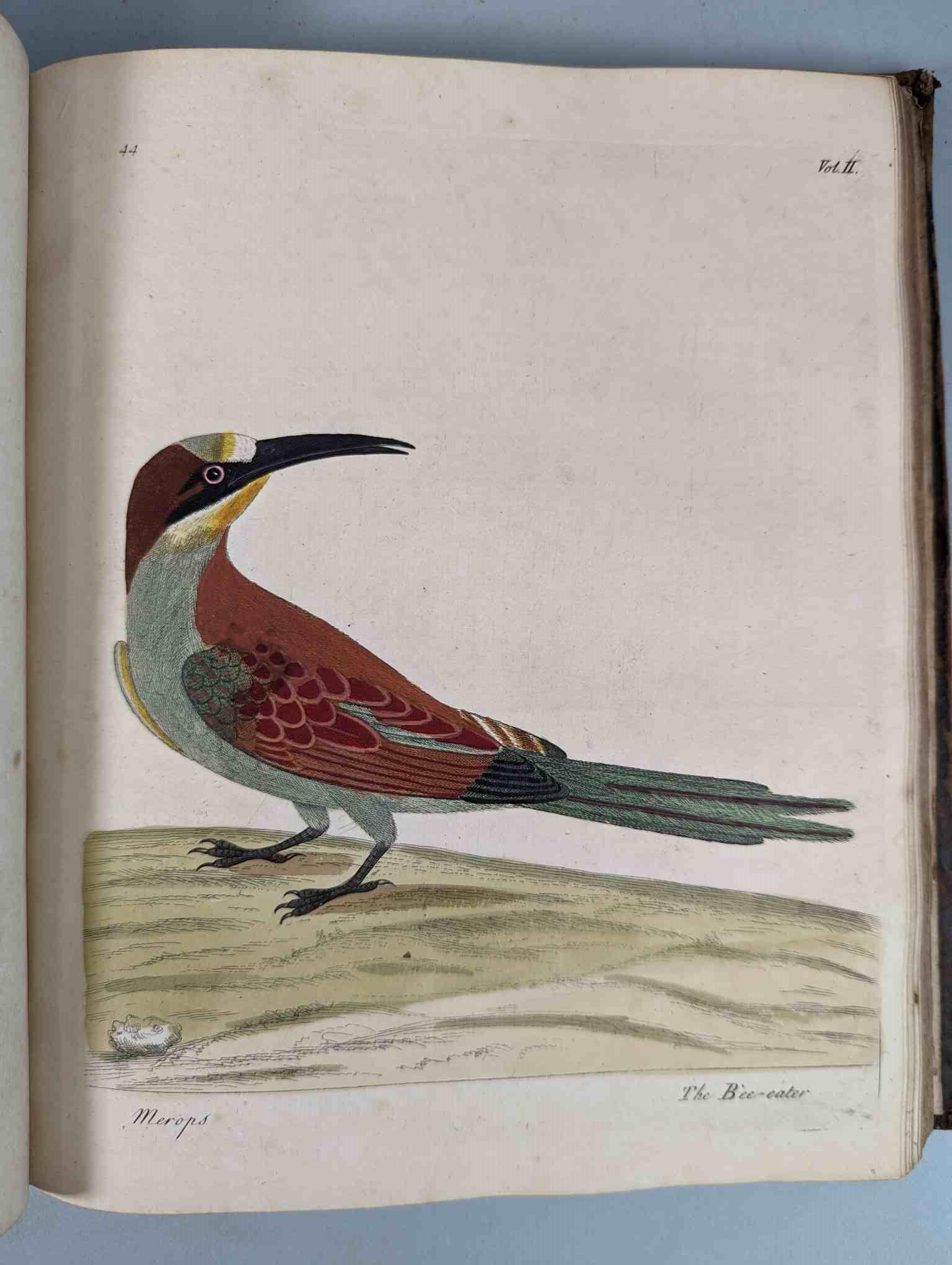 ALBIN, Eleazar. A Natural History of Birds, to which are added, Notes and Observations by W. - Image 148 of 208