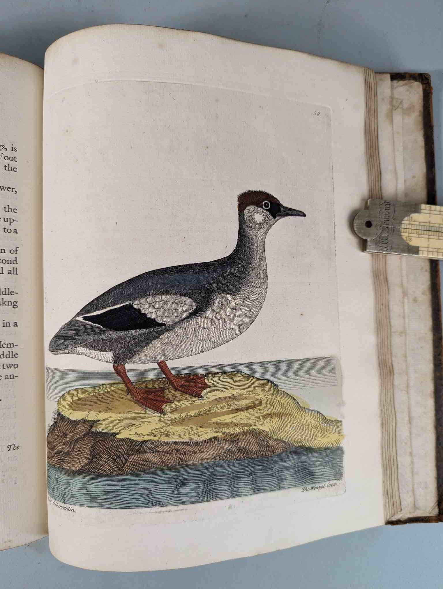 ALBIN, Eleazar. A Natural History of Birds, to which are added, Notes and Observations by W. - Image 91 of 208