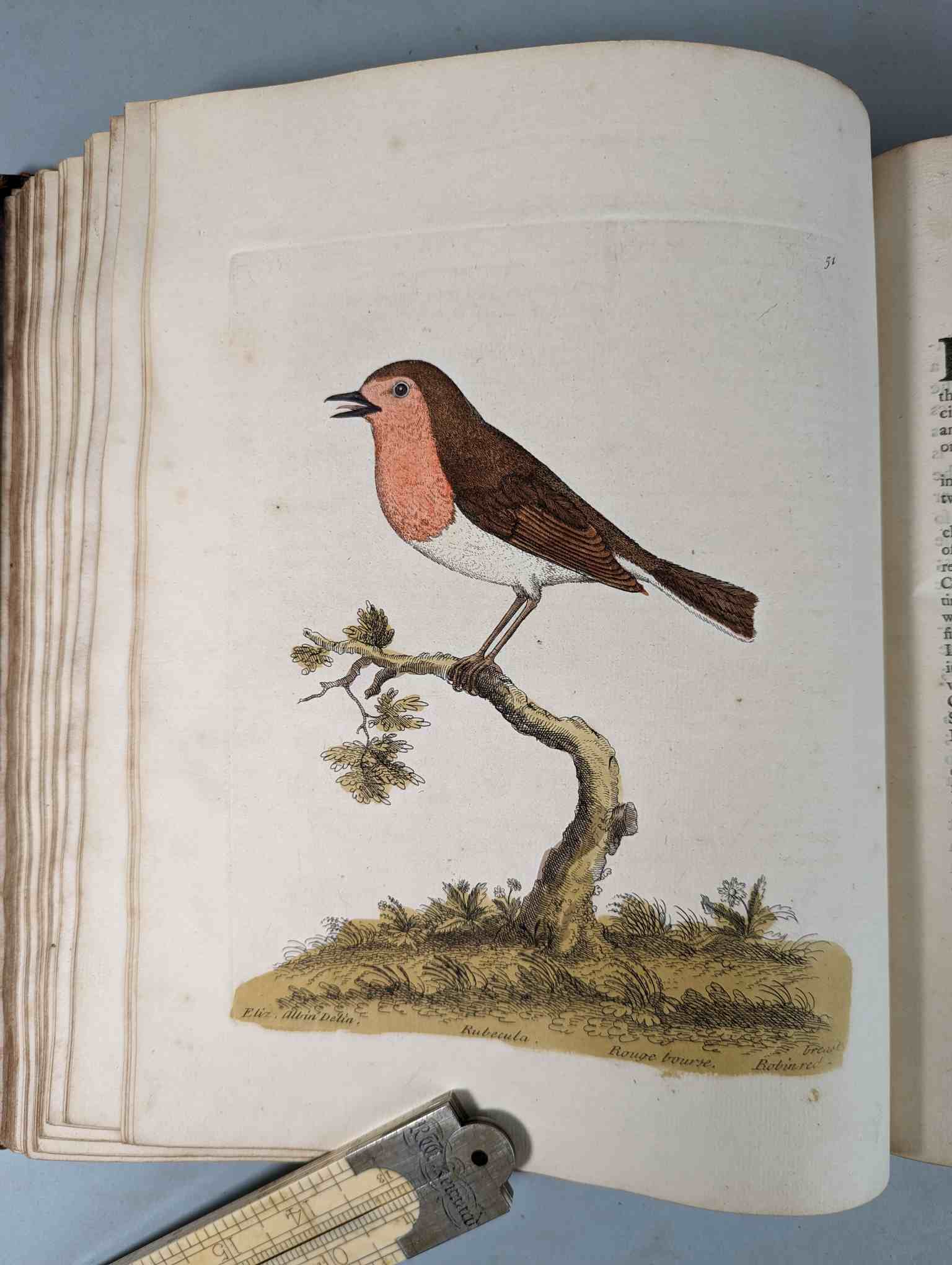 ALBIN, Eleazar. A Natural History of Birds, to which are added, Notes and Observations by W. - Image 54 of 208