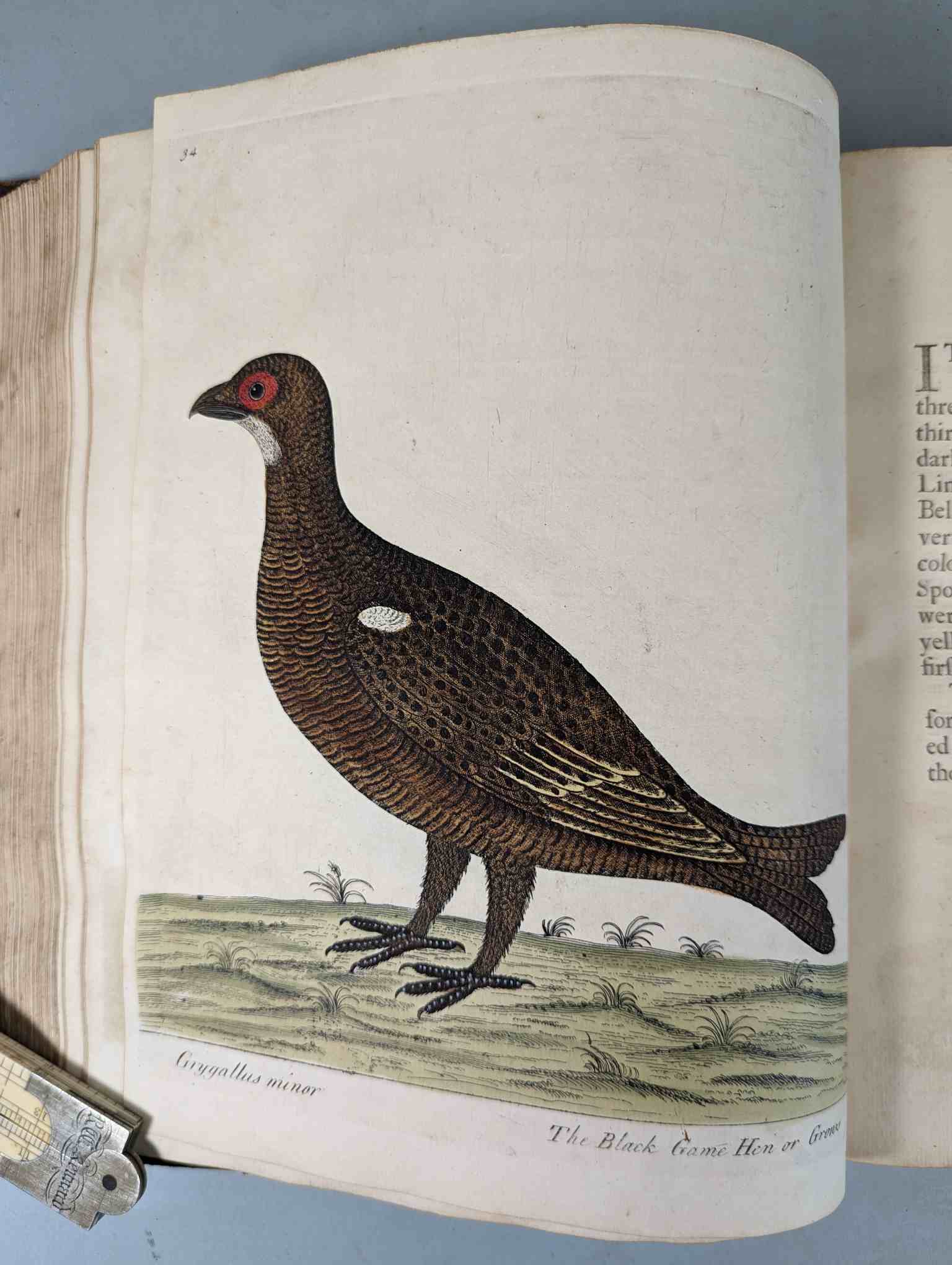 ALBIN, Eleazar. A Natural History of Birds, to which are added, Notes and Observations by W. - Image 138 of 208