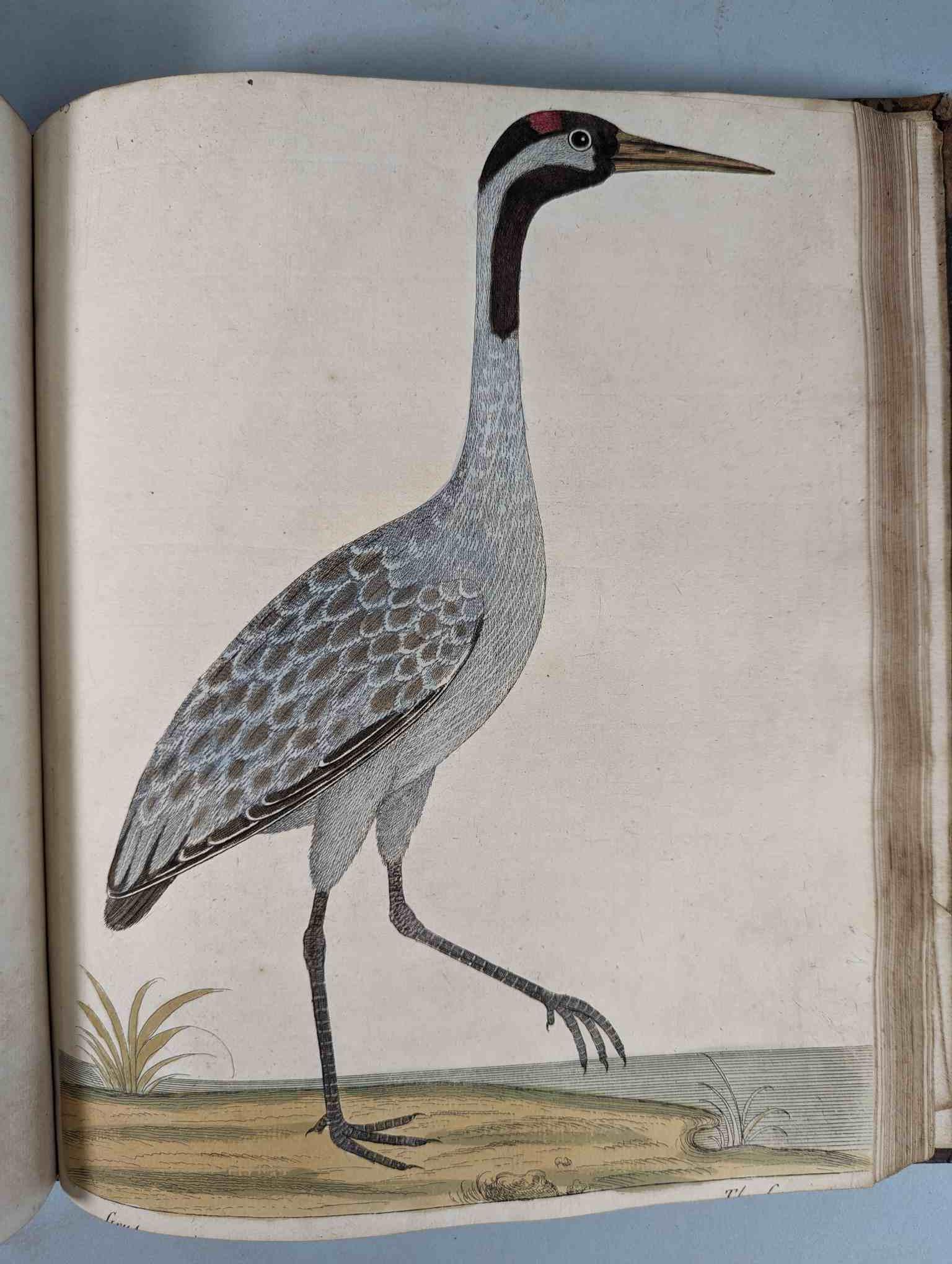 ALBIN, Eleazar. A Natural History of Birds, to which are added, Notes and Observations by W. - Image 169 of 208