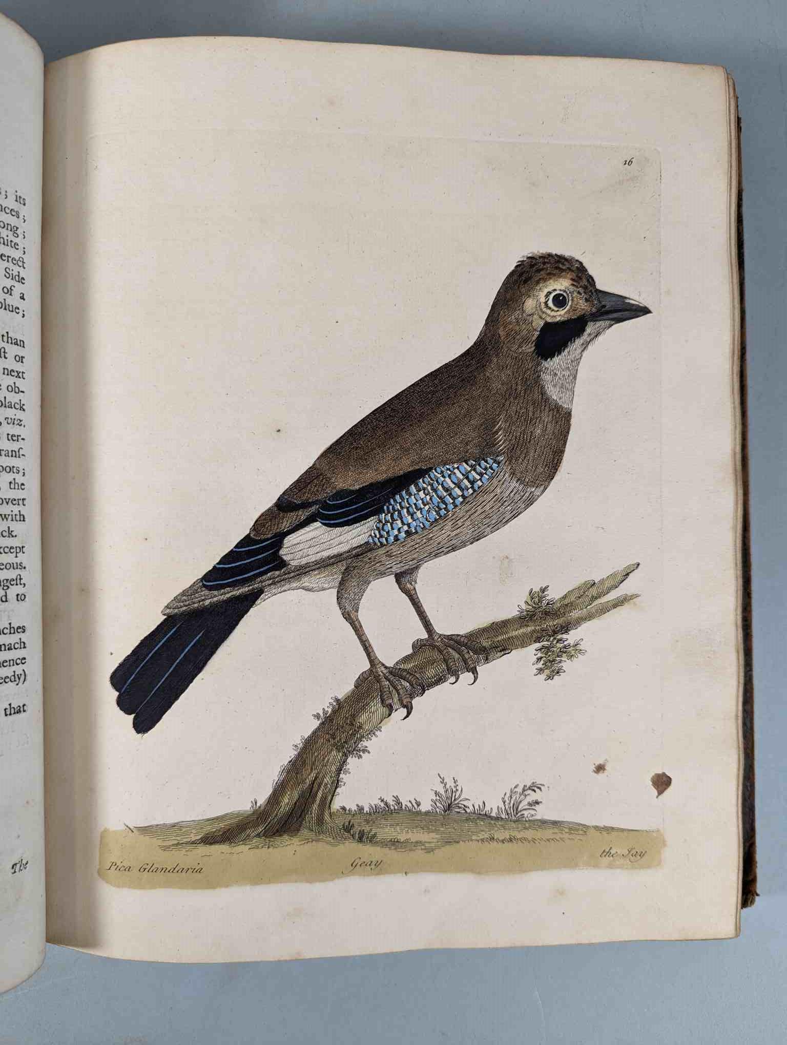 ALBIN, Eleazar. A Natural History of Birds, to which are added, Notes and Observations by W. - Image 19 of 208