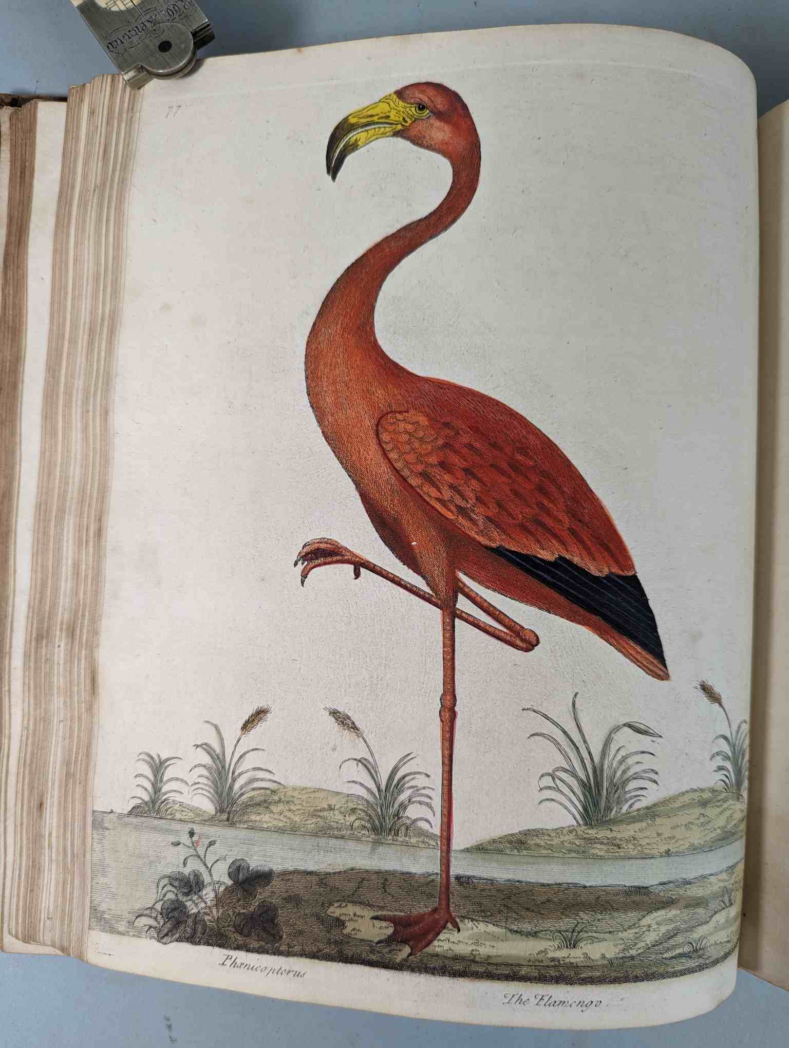 ALBIN, Eleazar. A Natural History of Birds, to which are added, Notes and Observations by W. - Image 181 of 208