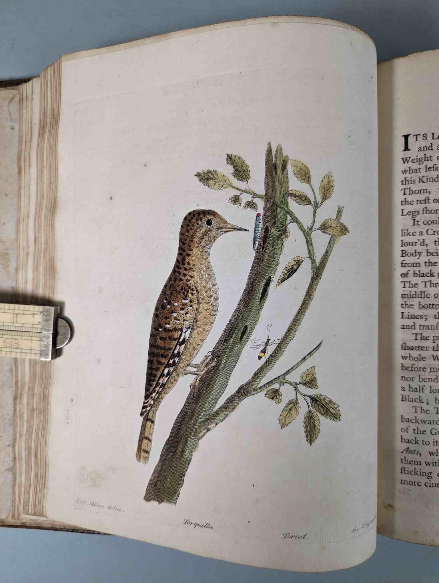 ALBIN, Eleazar. A Natural History of Birds, to which are added, Notes and Observations by W. - Image 24 of 208