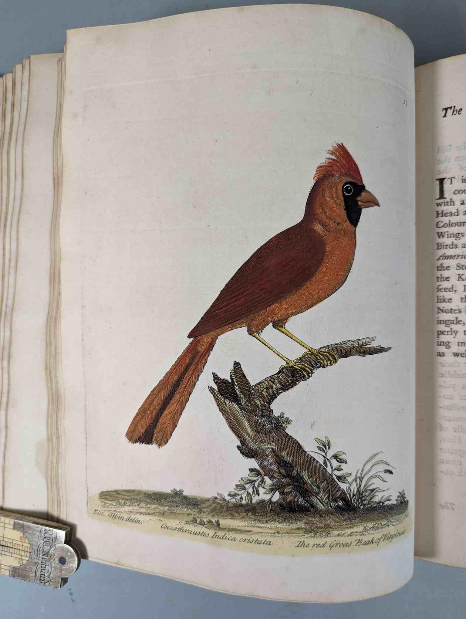 ALBIN, Eleazar. A Natural History of Birds, to which are added, Notes and Observations by W. - Image 60 of 208