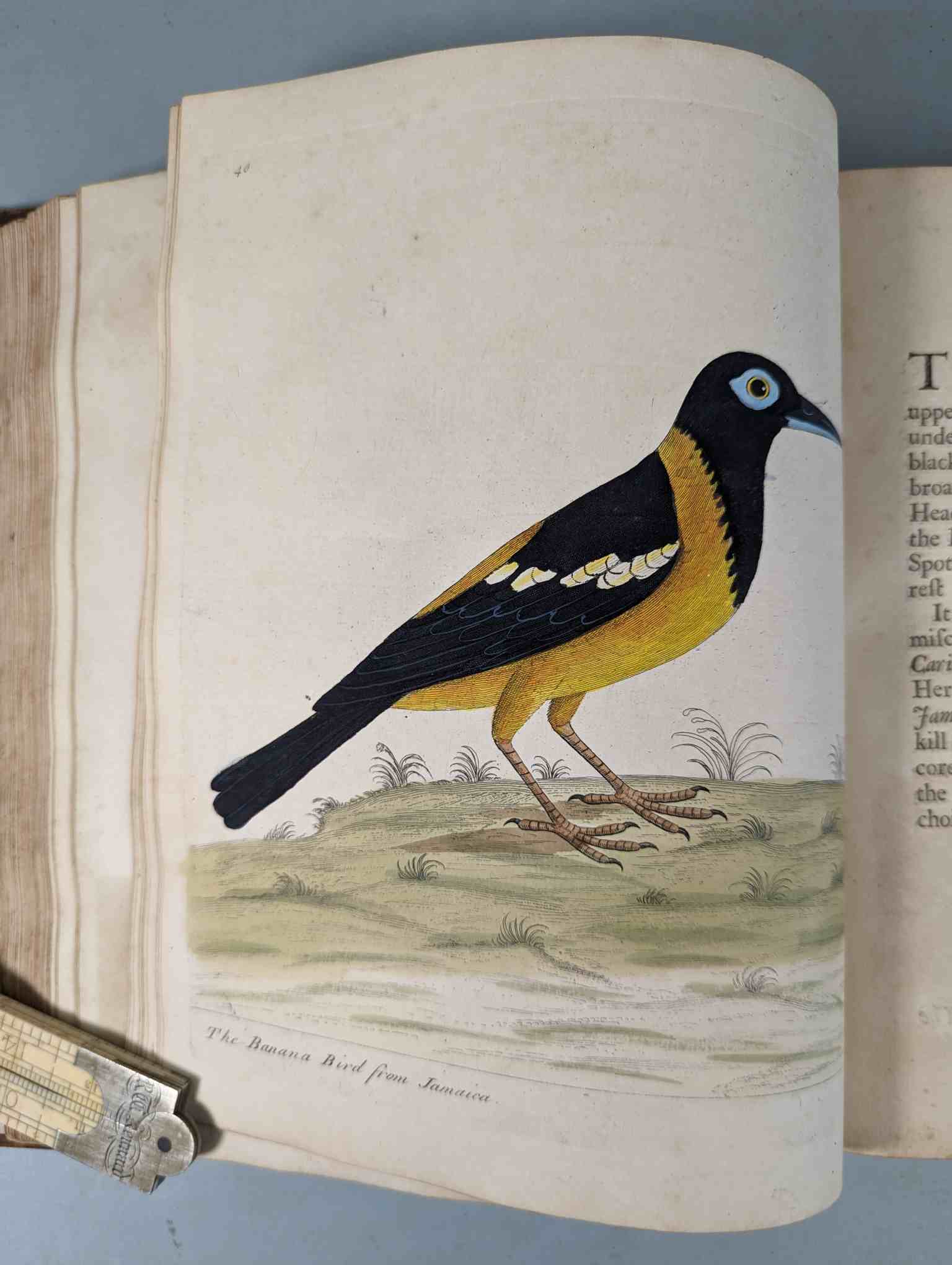 ALBIN, Eleazar. A Natural History of Birds, to which are added, Notes and Observations by W. - Image 144 of 208
