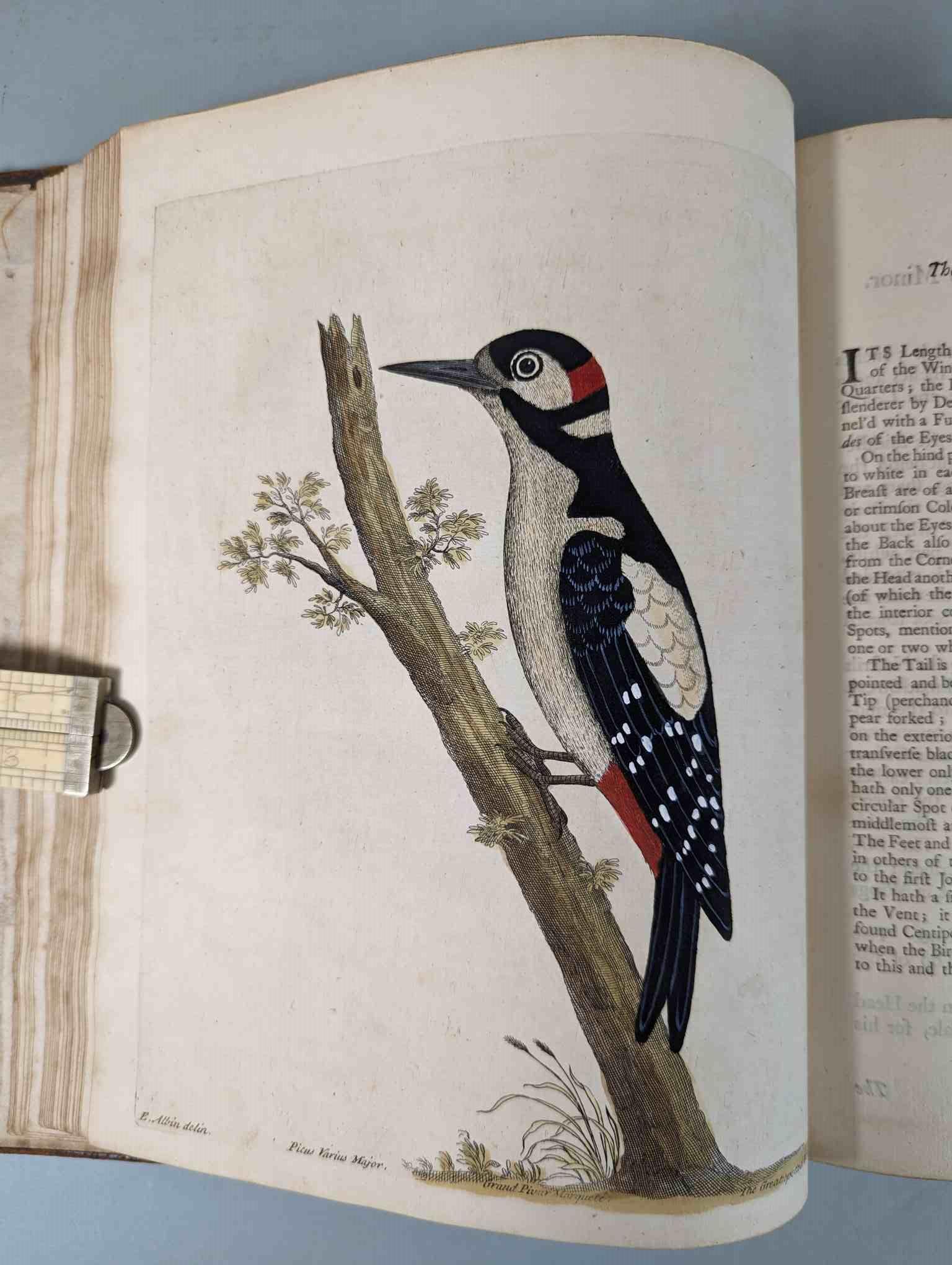 ALBIN, Eleazar. A Natural History of Birds, to which are added, Notes and Observations by W. - Image 22 of 208