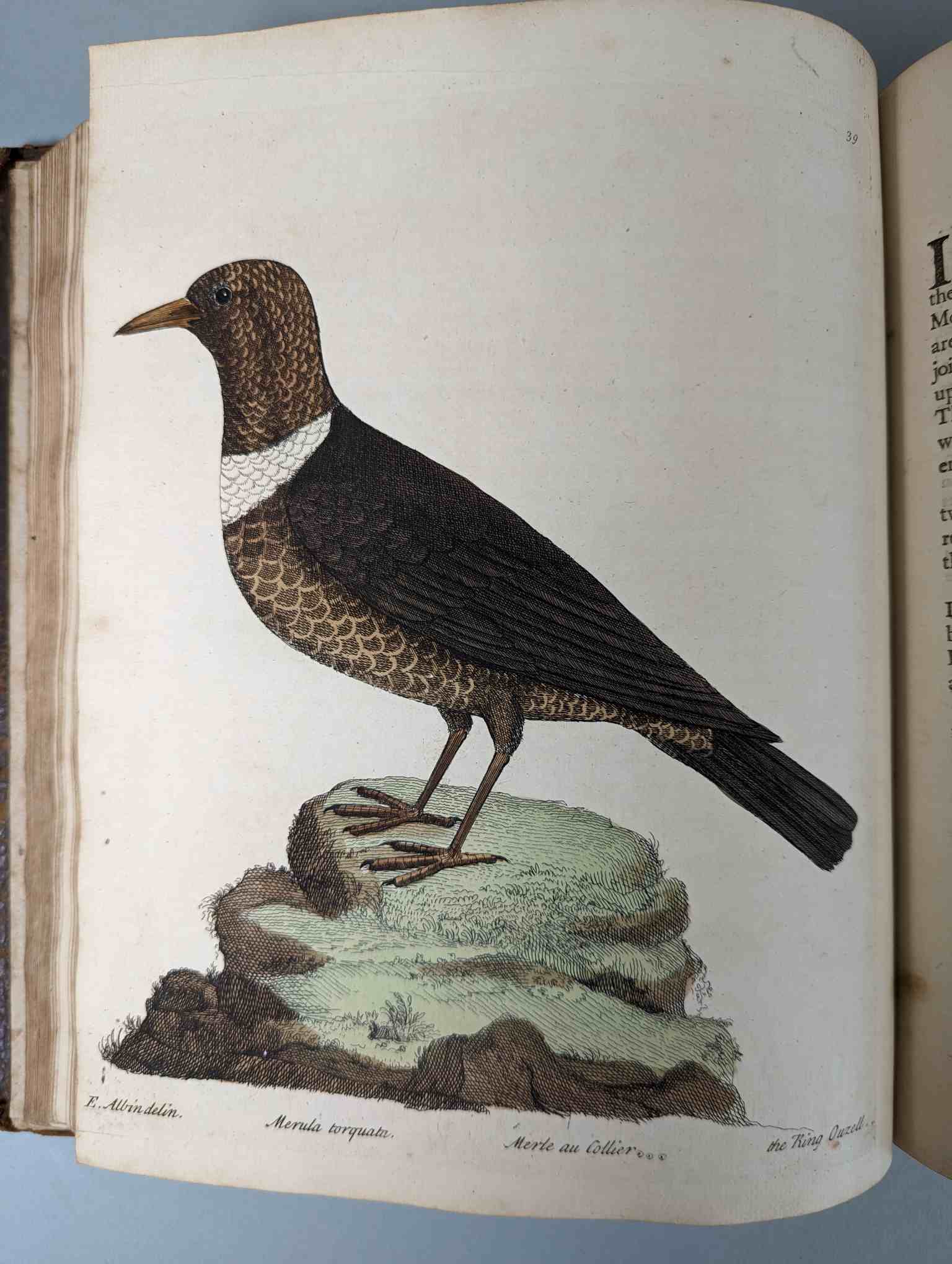 ALBIN, Eleazar. A Natural History of Birds, to which are added, Notes and Observations by W. - Image 42 of 208