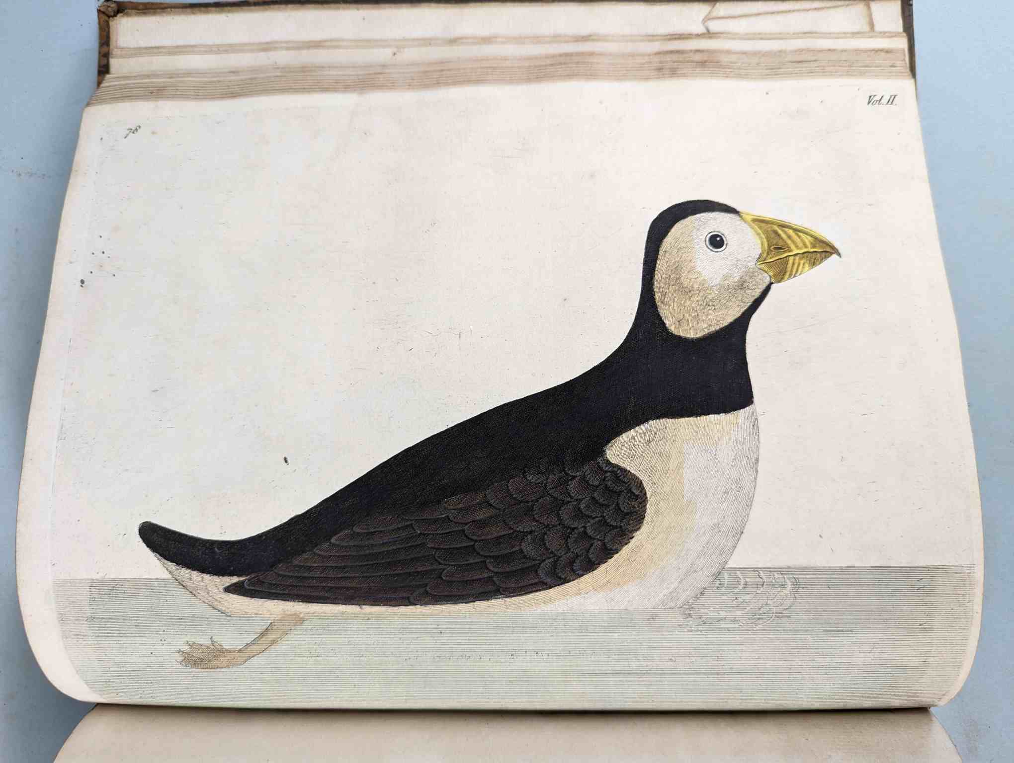 ALBIN, Eleazar. A Natural History of Birds, to which are added, Notes and Observations by W. - Image 182 of 208
