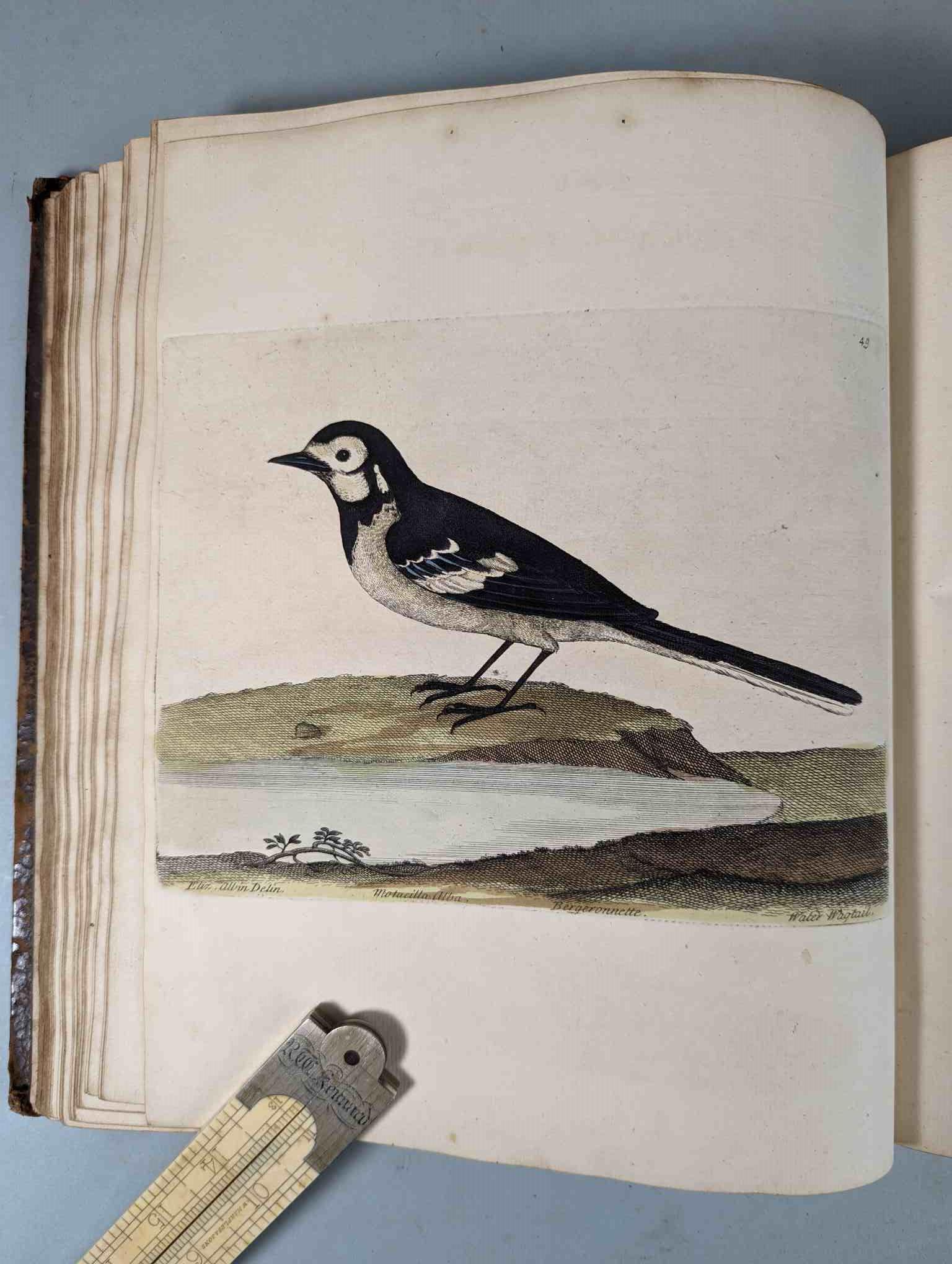ALBIN, Eleazar. A Natural History of Birds, to which are added, Notes and Observations by W. - Image 52 of 208