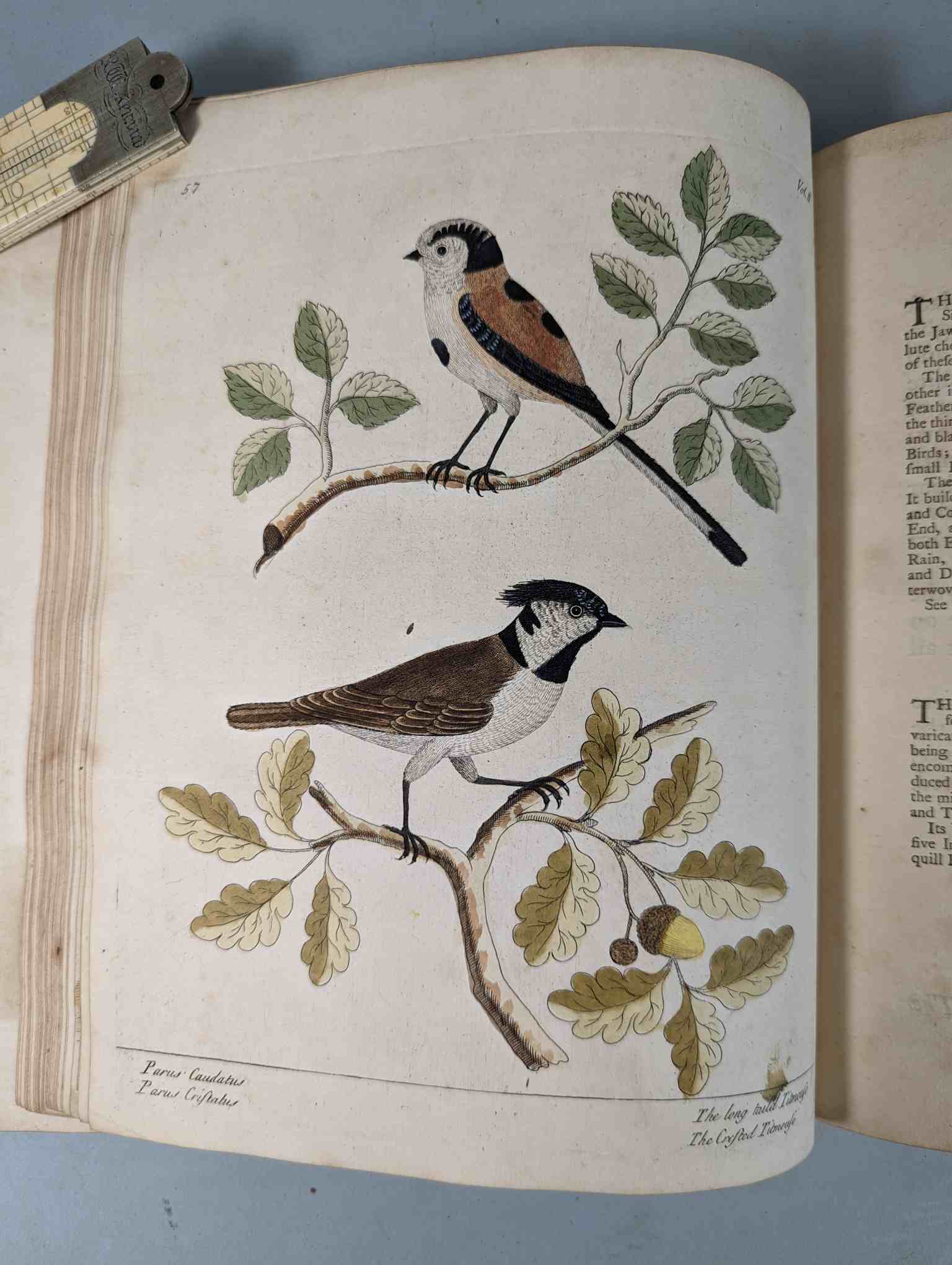ALBIN, Eleazar. A Natural History of Birds, to which are added, Notes and Observations by W. - Image 161 of 208