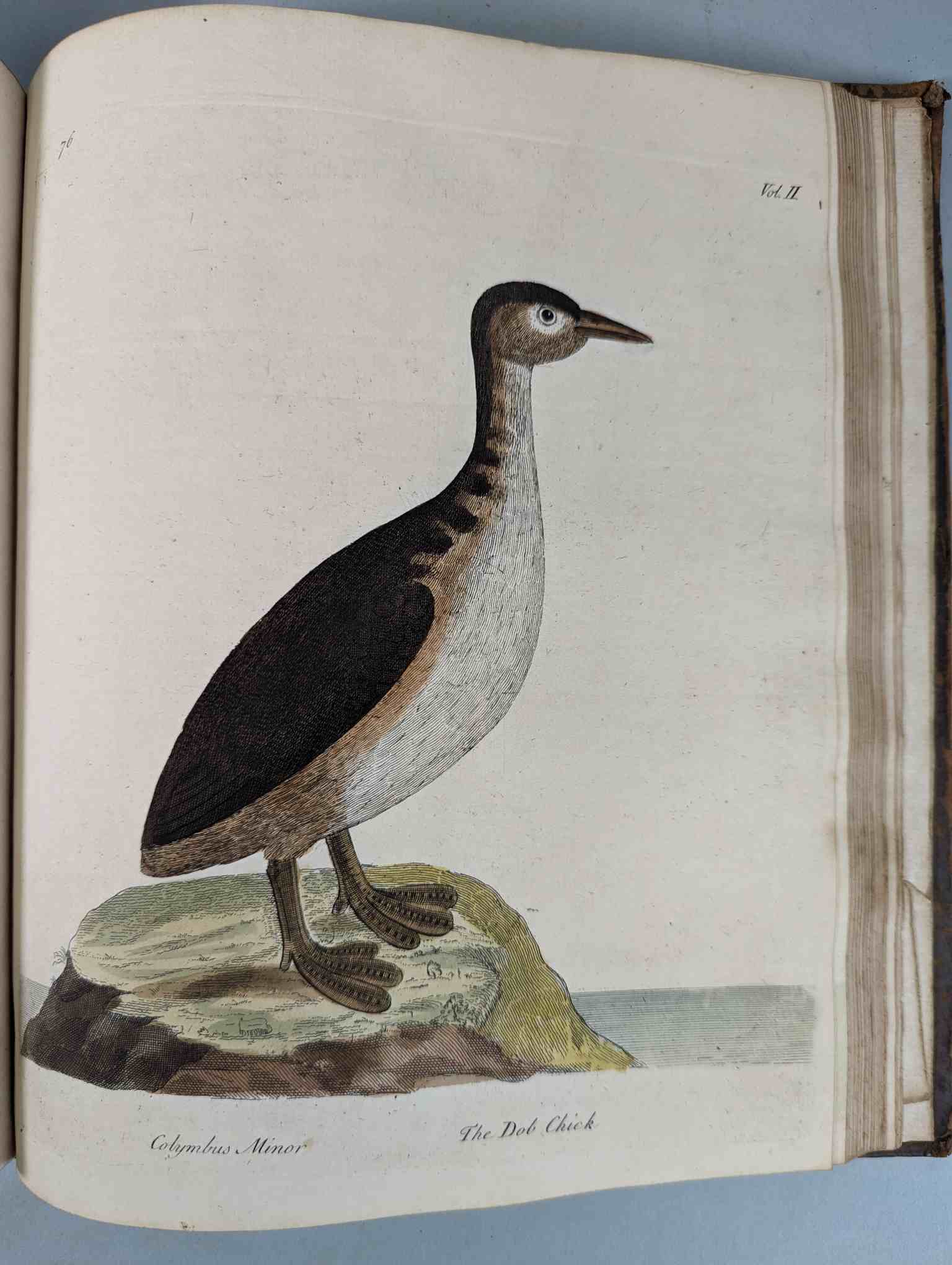 ALBIN, Eleazar. A Natural History of Birds, to which are added, Notes and Observations by W. - Image 180 of 208