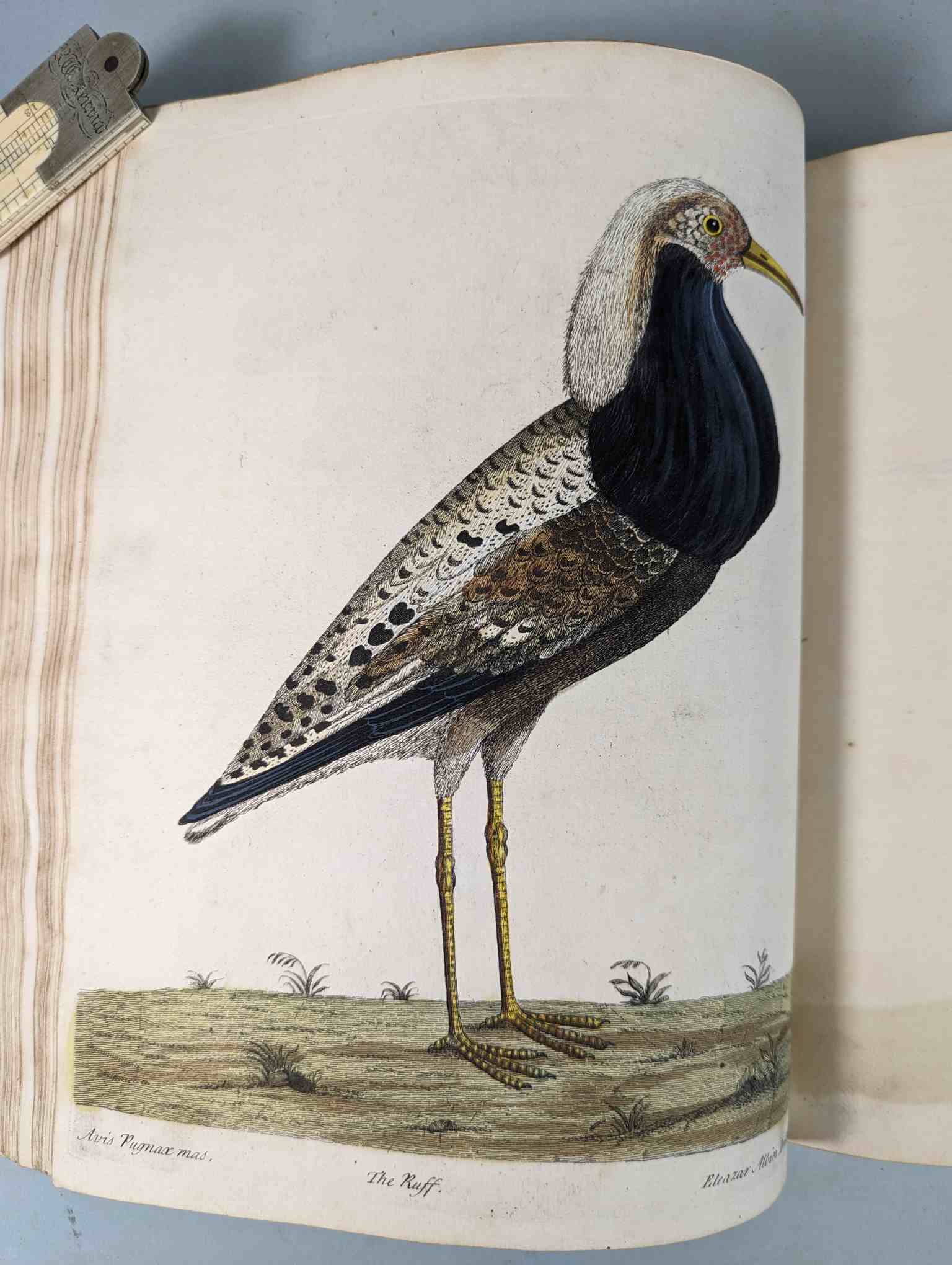 ALBIN, Eleazar. A Natural History of Birds, to which are added, Notes and Observations by W. - Image 75 of 208