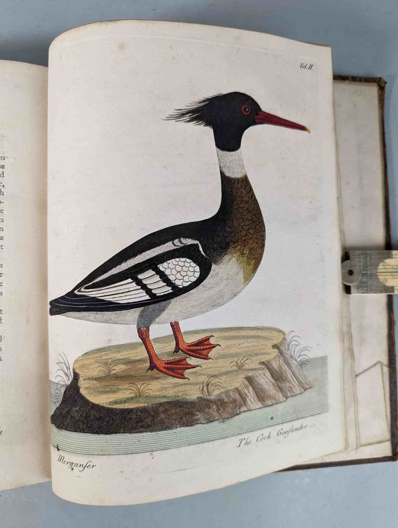 ALBIN, Eleazar. A Natural History of Birds, to which are added, Notes and Observations by W. - Image 205 of 208