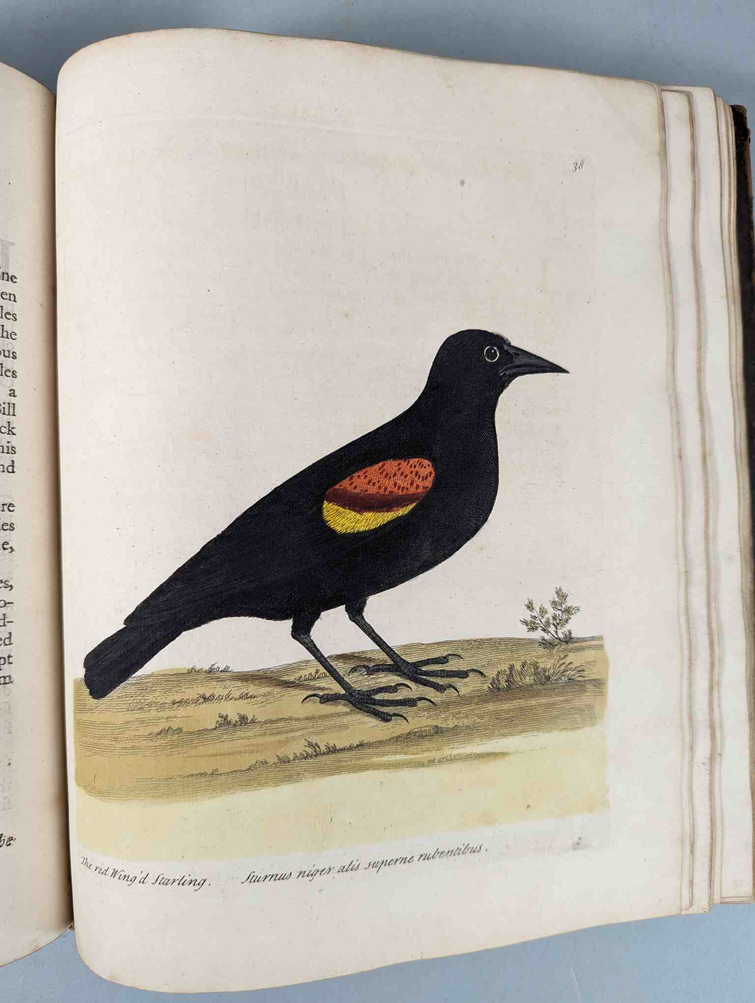 ALBIN, Eleazar. A Natural History of Birds, to which are added, Notes and Observations by W. - Image 41 of 208