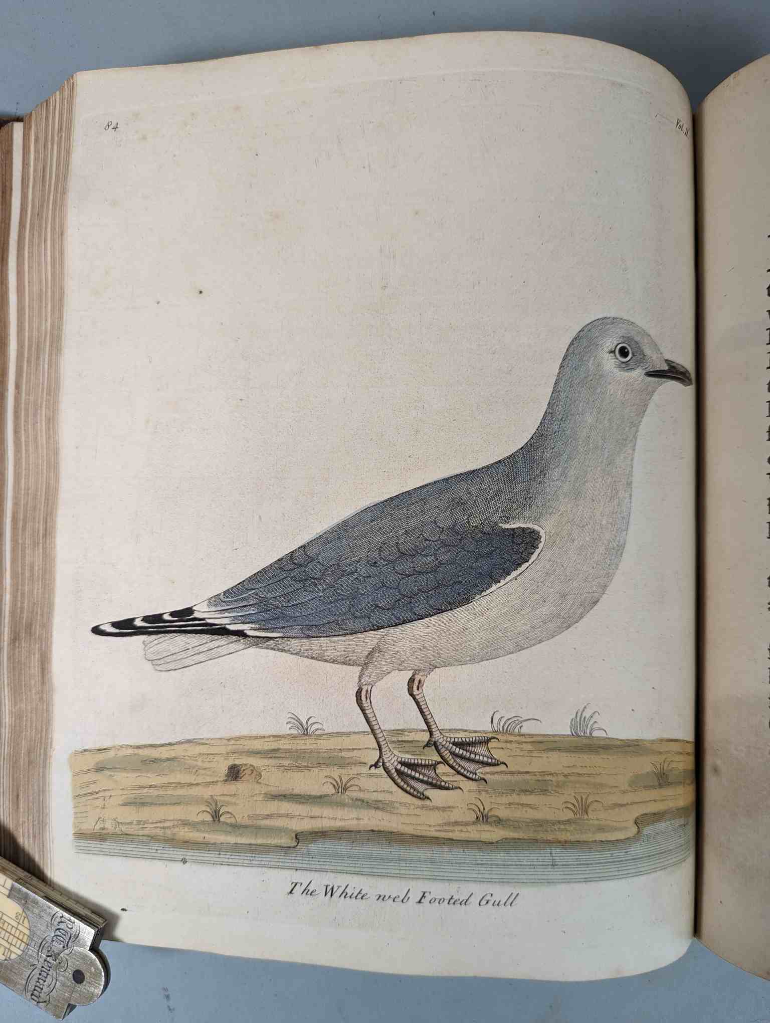 ALBIN, Eleazar. A Natural History of Birds, to which are added, Notes and Observations by W. - Image 188 of 208