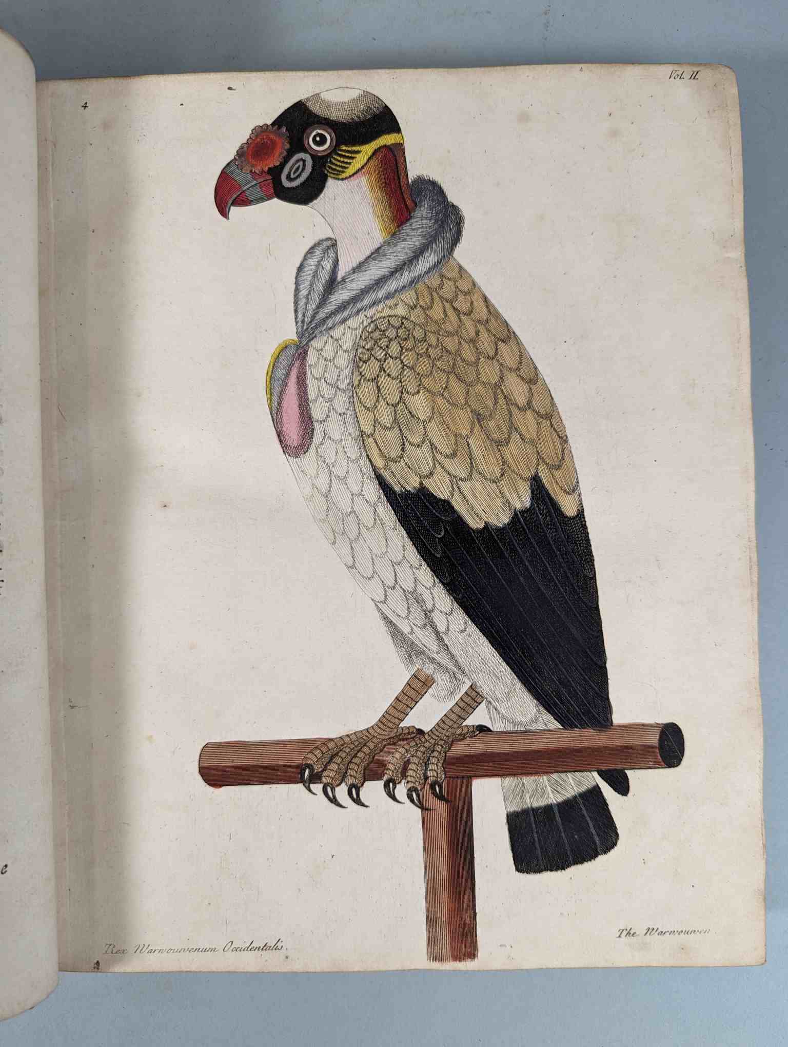ALBIN, Eleazar. A Natural History of Birds, to which are added, Notes and Observations by W. - Image 108 of 208