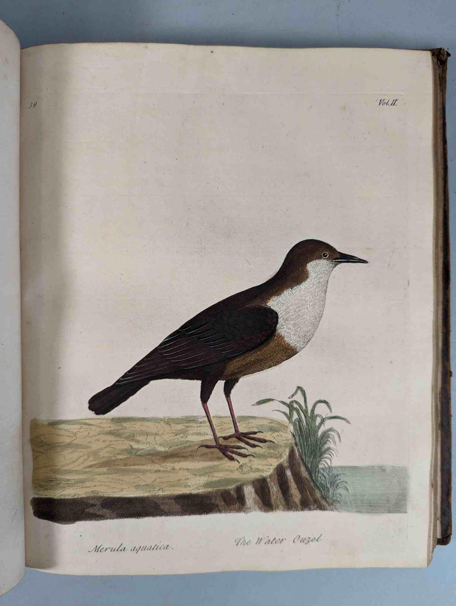 ALBIN, Eleazar. A Natural History of Birds, to which are added, Notes and Observations by W. - Image 143 of 208