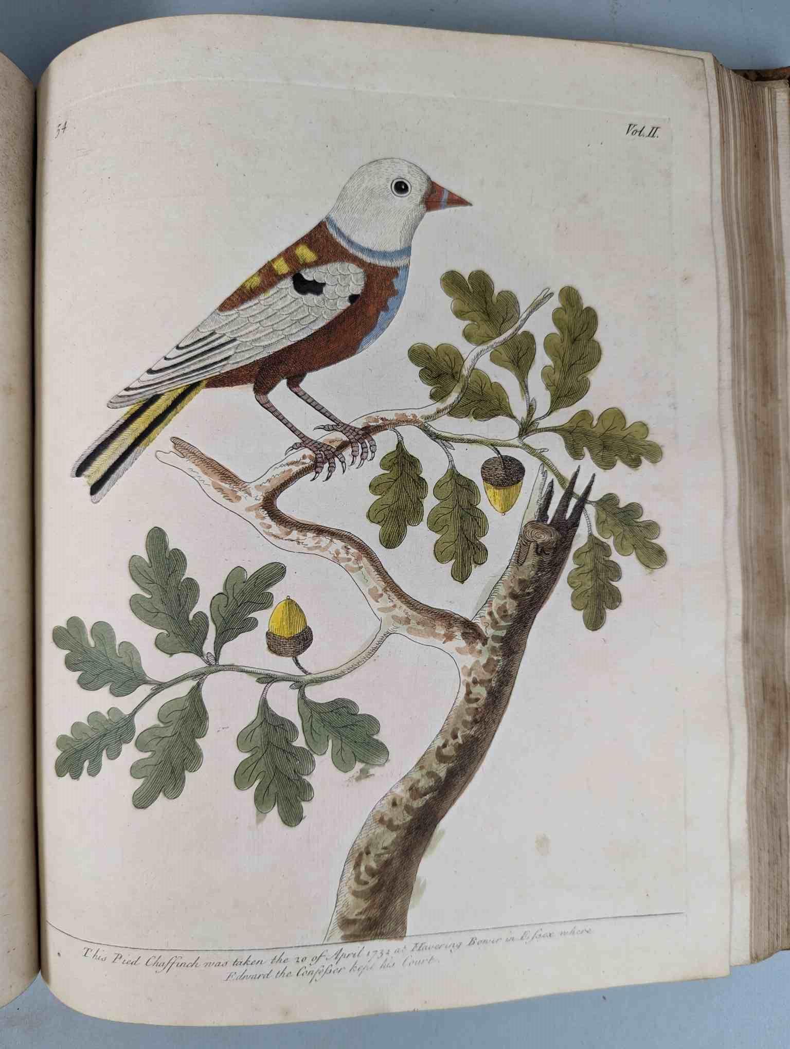 ALBIN, Eleazar. A Natural History of Birds, to which are added, Notes and Observations by W. - Image 158 of 208