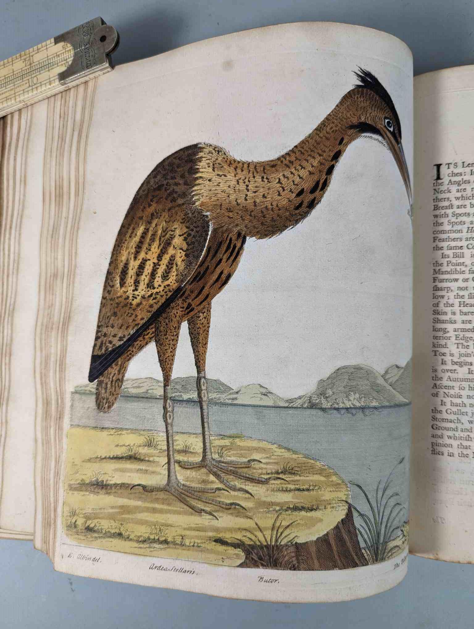 ALBIN, Eleazar. A Natural History of Birds, to which are added, Notes and Observations by W. - Image 71 of 208