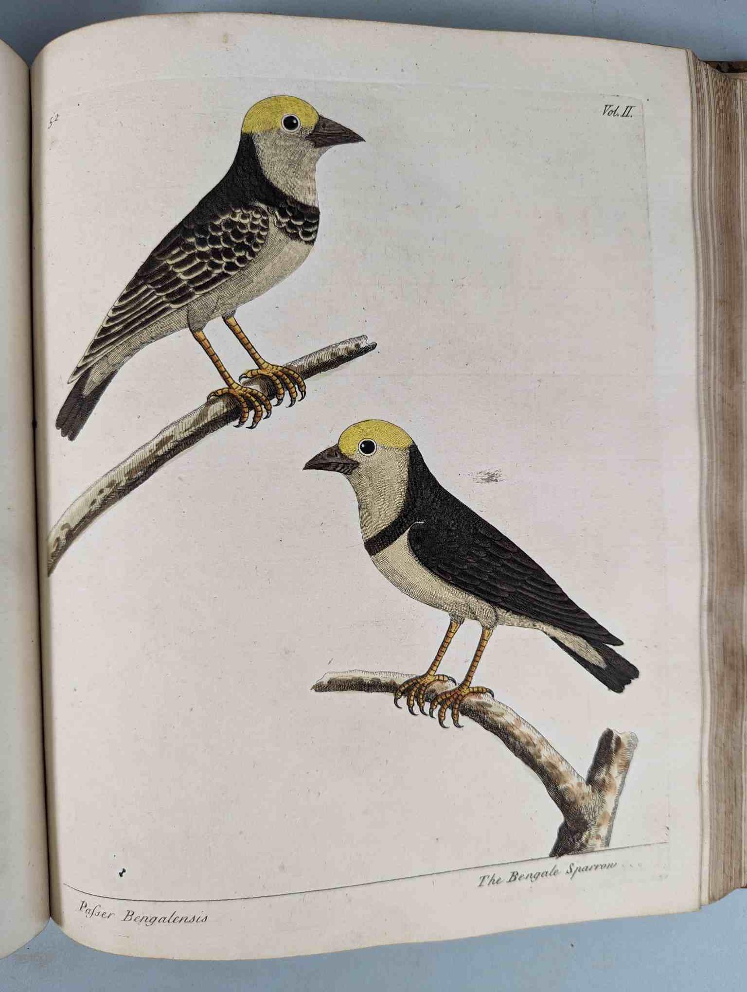 ALBIN, Eleazar. A Natural History of Birds, to which are added, Notes and Observations by W. - Image 156 of 208