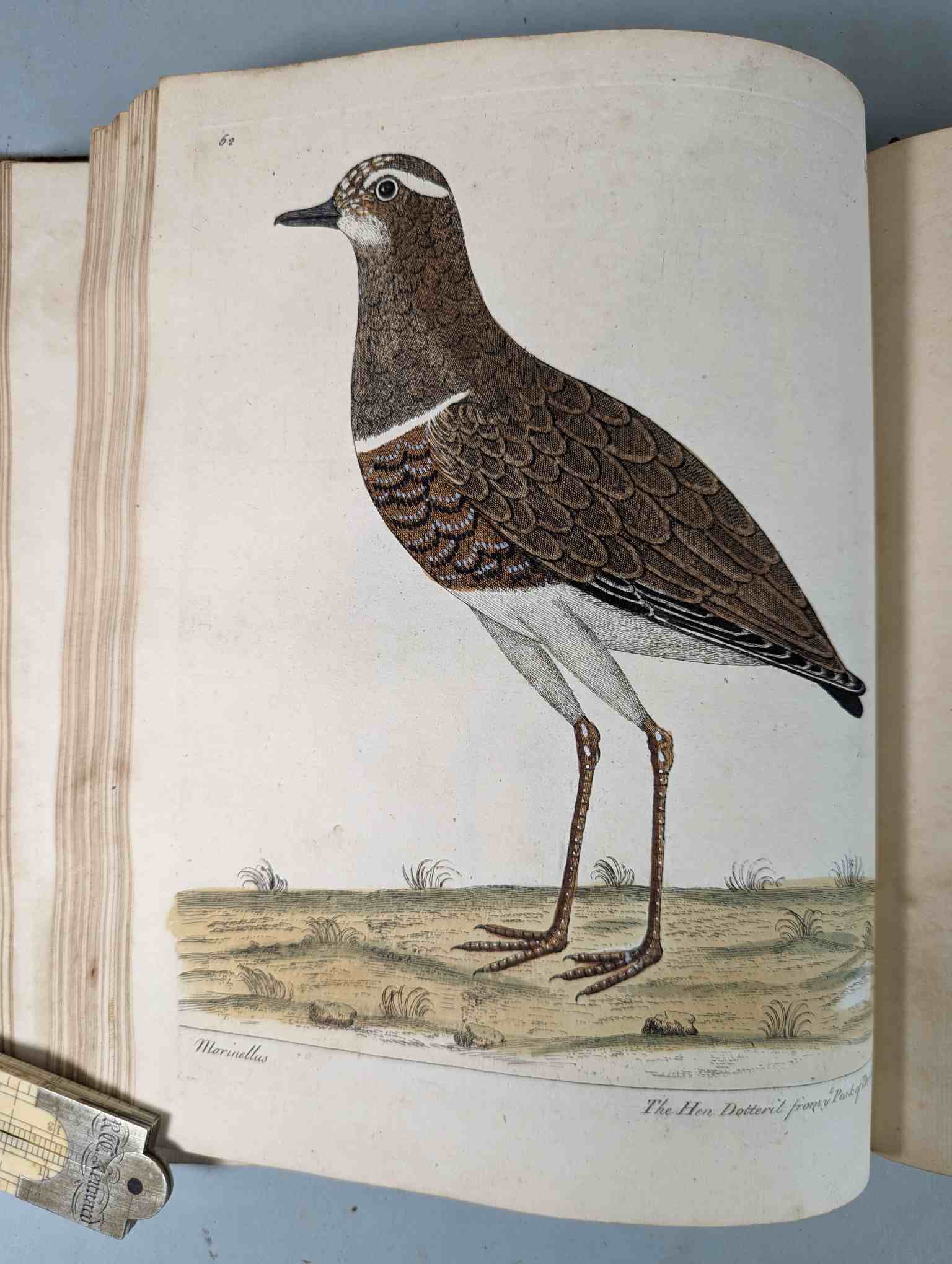 ALBIN, Eleazar. A Natural History of Birds, to which are added, Notes and Observations by W. - Image 166 of 208