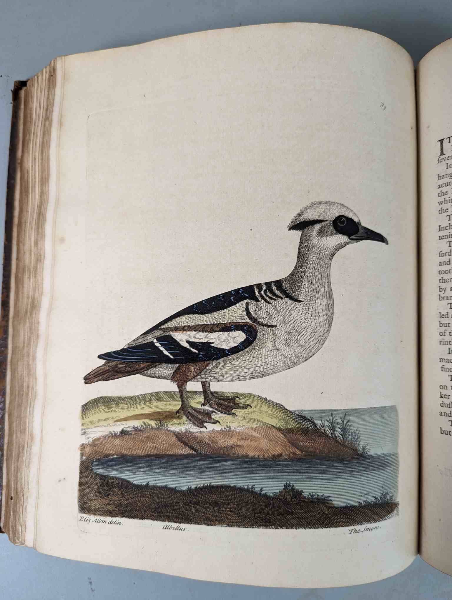 ALBIN, Eleazar. A Natural History of Birds, to which are added, Notes and Observations by W. - Image 92 of 208