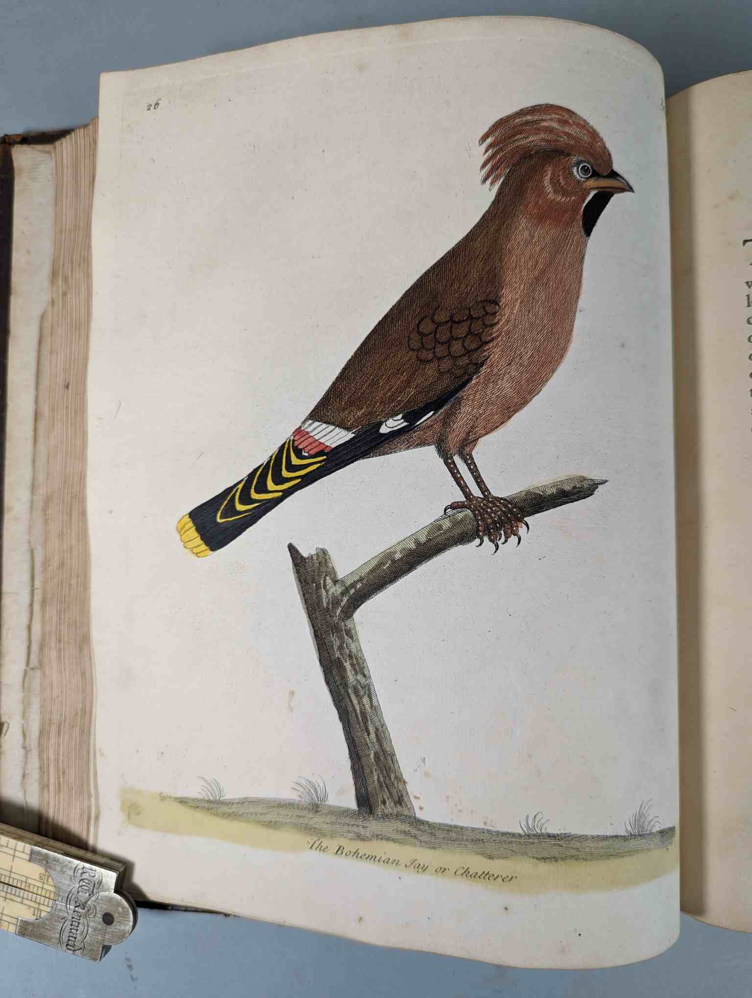 ALBIN, Eleazar. A Natural History of Birds, to which are added, Notes and Observations by W. - Image 130 of 208