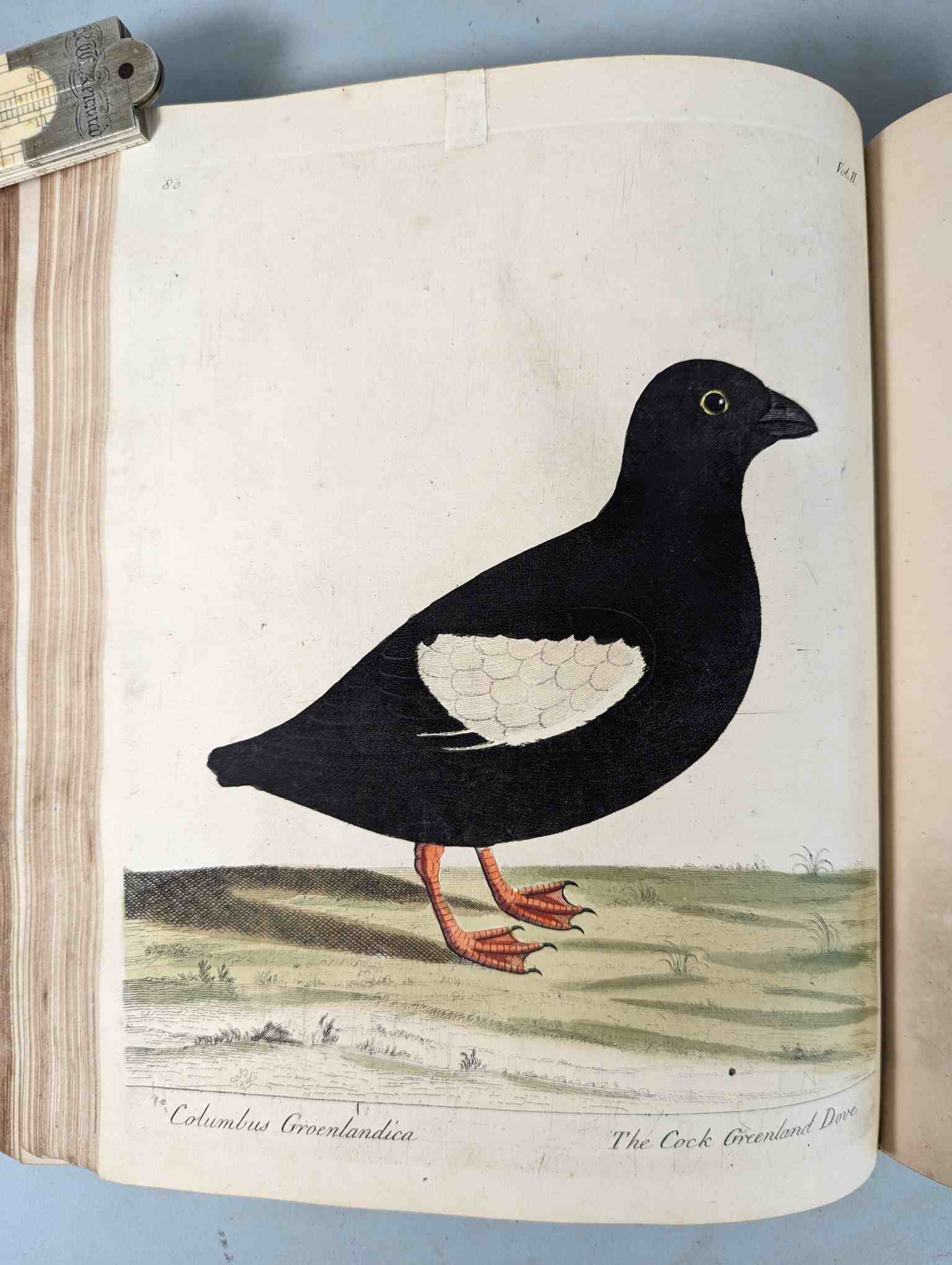 ALBIN, Eleazar. A Natural History of Birds, to which are added, Notes and Observations by W. - Image 184 of 208